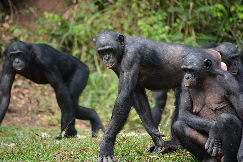 Bonobos in Lola ya Bonobo sanctuary that can be added on Kinshasa city tour safari. Lola ya Bonobo is one of the world’s most important sanctuaries dedicated to the protection and rehabilitation of orphaned bonobos, one of humanity’s closest relatives.