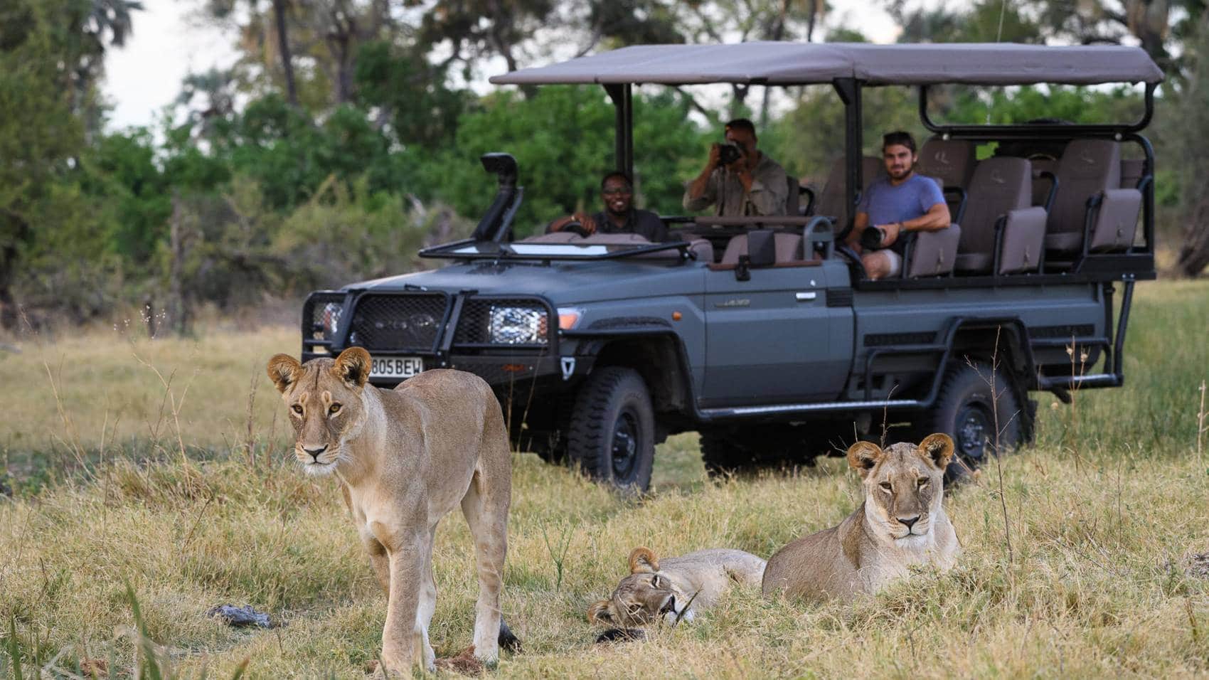 Tourists on game drive in Botswana with Pieland Gorilla Safaris enjoying an extraordinary luxury safari experience organized by one of the best Destination Management Companies in Africa. The journeys take travelers through iconic destinations such as Chobe National Park, Moremi Game Reserve, and the Okavango Delta, where abundant wildlife thrives in breathtaking landscapes. Guests explore in custom safari vehicles guided by expert local guides, encountering elephants, lions, leopards, and diverse birdlife. With seamless logistics, luxury lodges, and personalized service, Pieland Gorilla Safaris ensures an unforgettable Botswana adventure that blends comfort, exclusivity, and authentic African wilderness experiences at every moment.