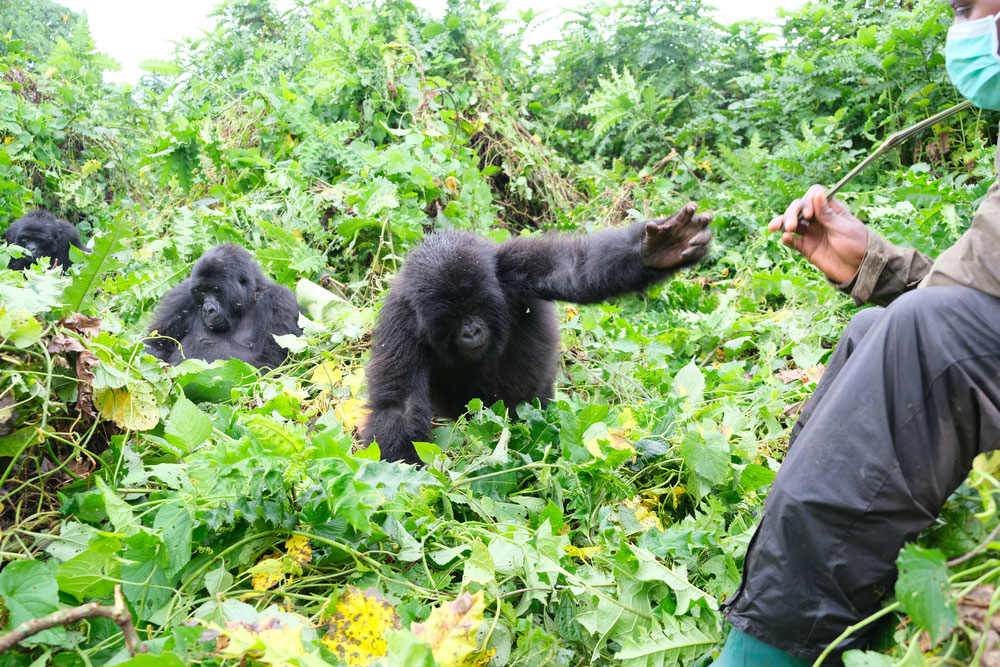 A tourist enjoying the best moments in the jungle on his Luxury Congo gorilla trekking safari in Congo with Pieland Gorilla Safaris.