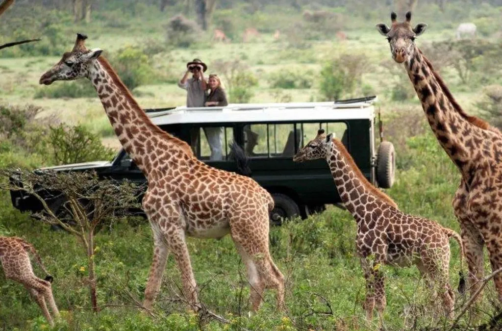 Giraffes in Pian Upe Game Reserve. This reserve is one of the hidden gems in Uganda beyond National Parks.