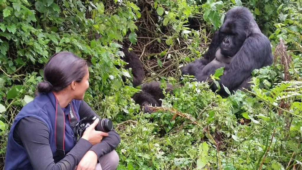 A tourist looking at gorillas in Ruhija sector in Bwindi Impenetrable National Park. This gorilla trekking moment creates lifetime memories in the jungle.