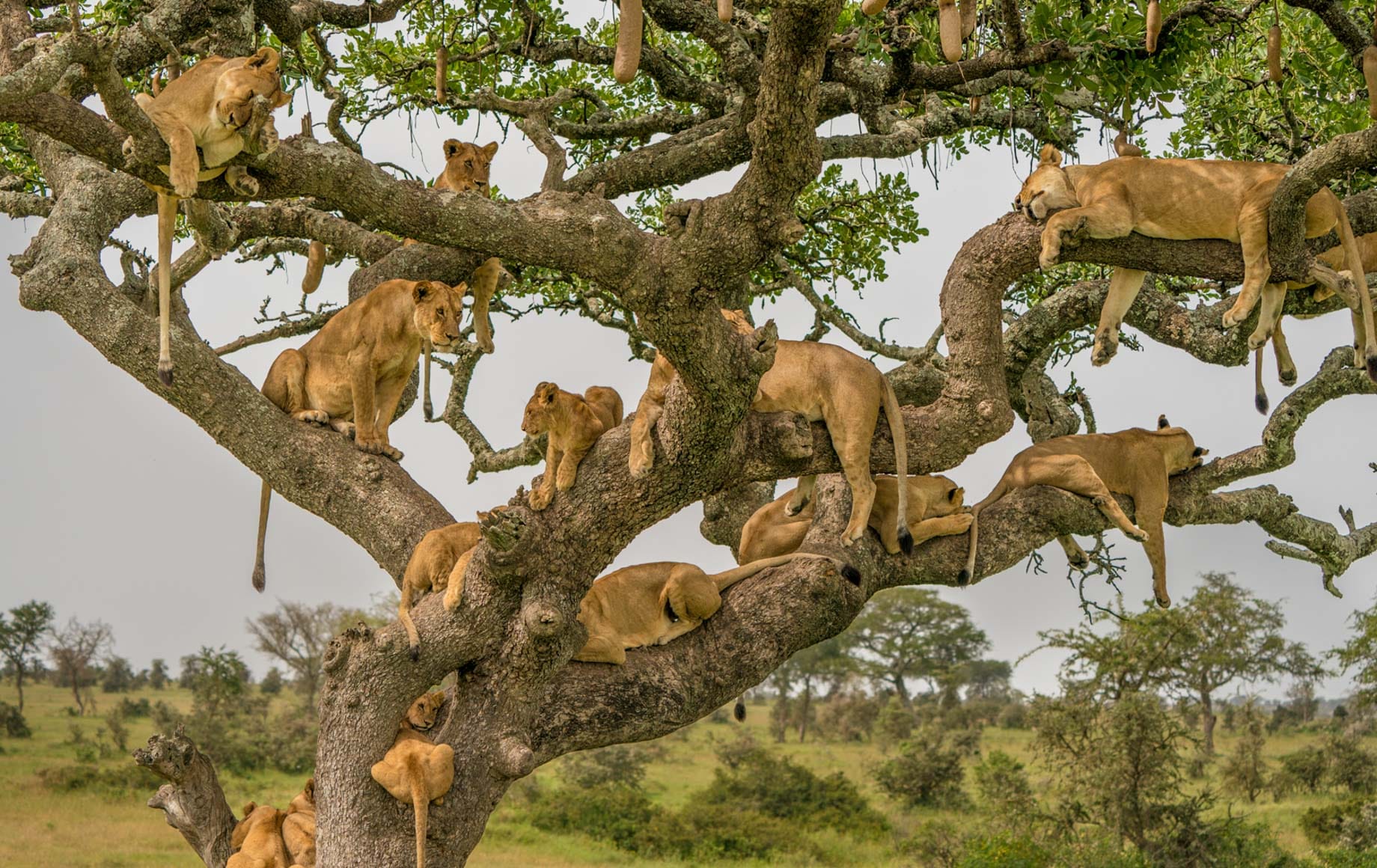 Lions in Serengeti National Park in Tanzania.