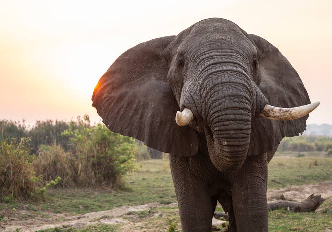 Elephant grazing.