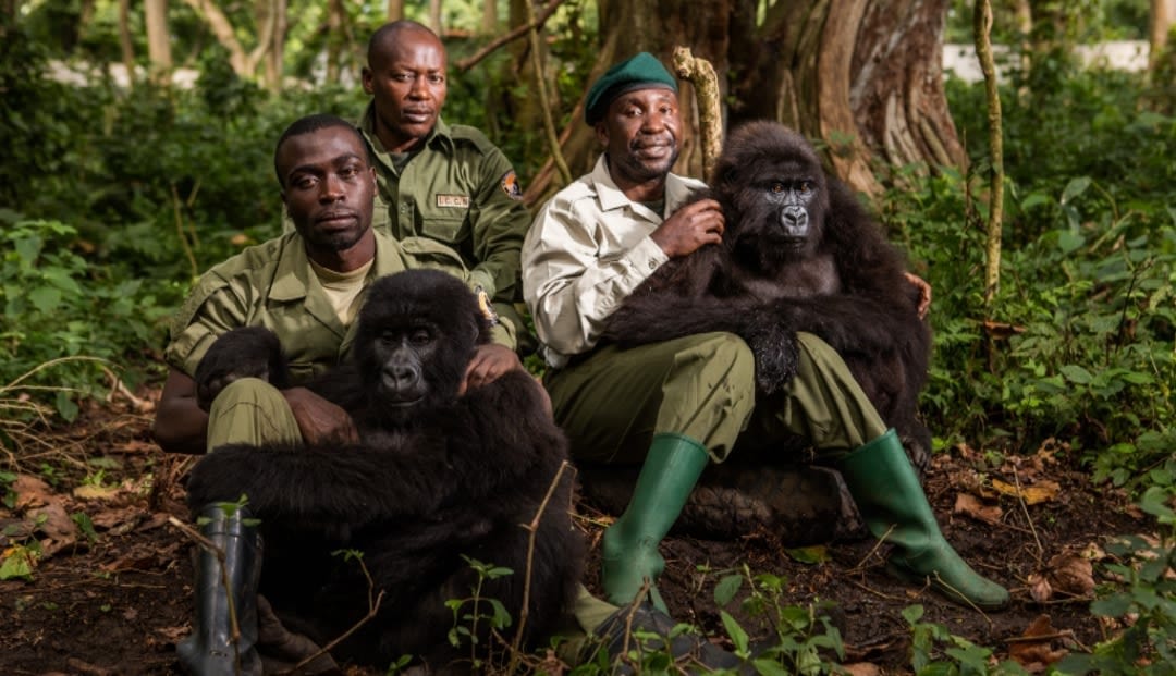 Rangers in national parks help to protect animals and tourists in Congo.