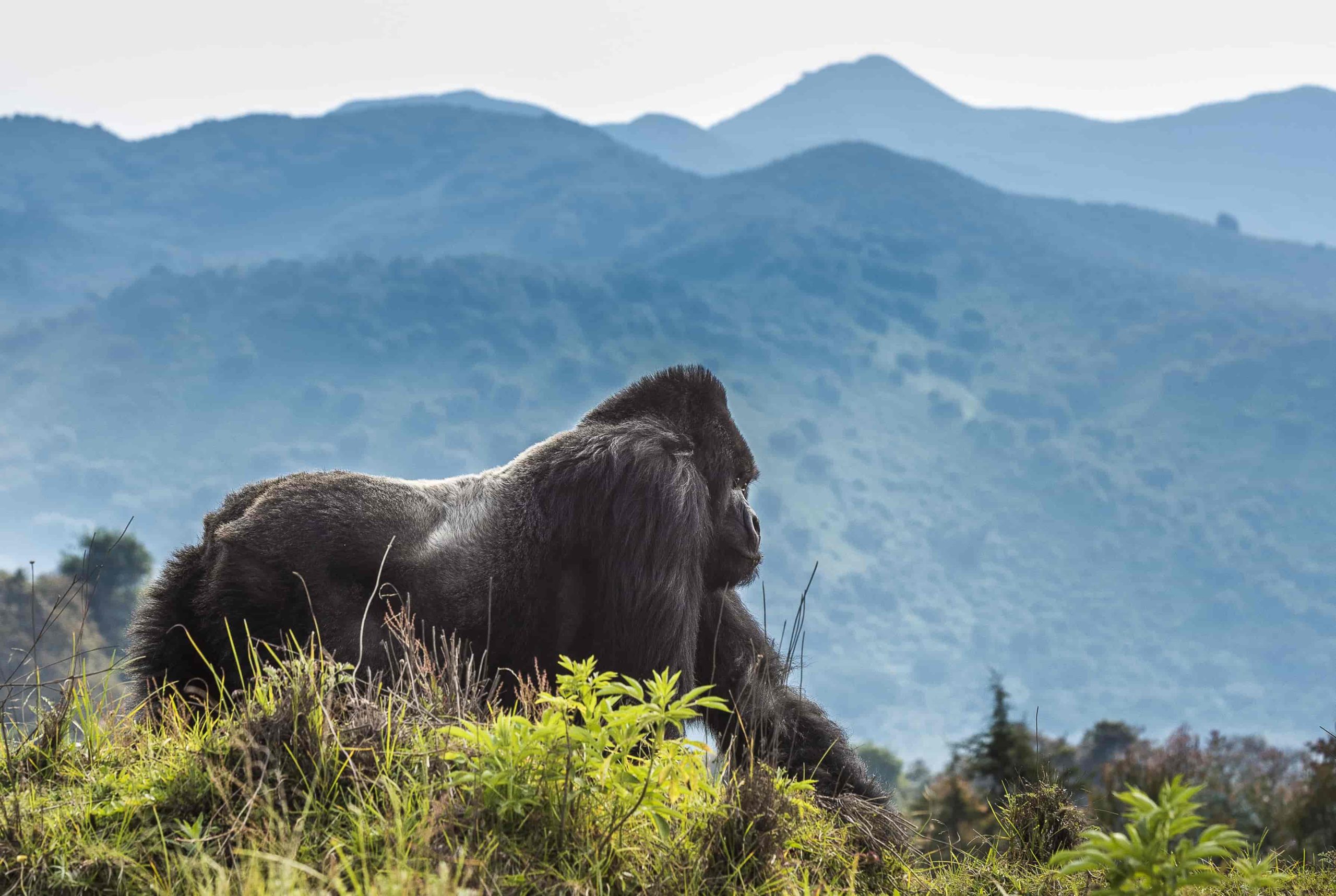 Volcanoes National Park in Rwanda is one of the most famous gorilla trekking destinations in the world, and it offers a truly unforgettable rainforest experience in the heart of East Africa.The park is located in the northwestern part of Rwanda, near the town of Musanze, and forms part of the dramatic Virunga Mountains volcanic chain. It covers lush green slopes, misty bamboo forests, and rugged volcanic peaks, creating a stunning natural home for endangered mountain gorillas. The cool, high-altitude climate and thick vegetation make it feel wild, peaceful, and untouched. What makes Volcanoes National Park so special for gorilla trekking is that it protects a significant population of habituated gorilla families. This allows visitors, accompanied by expert rangers, to hike through the forest and spend a precious hour observing these gentle giants in their natural habitat. The experience is quiet, respectful, and closely managed to protect both the gorillas and visitors. The trekking itself can range from relatively short walks to more challenging hikes through steep, muddy trails, depending on where the gorilla families are located. Along the way, you may pass bamboo thickets, volcanic ridges, and rich birdlife, making the journey as memorable as the encounter itself. Beyond gorillas, the park also offers golden monkey tracking, volcano hikes such as Mount Bisoke with its crater lake, and cultural experiences around nearby communities. Its combination of wildlife, scenery, and conservation makes it one of Africa’s most powerful and emotional safari destinations.