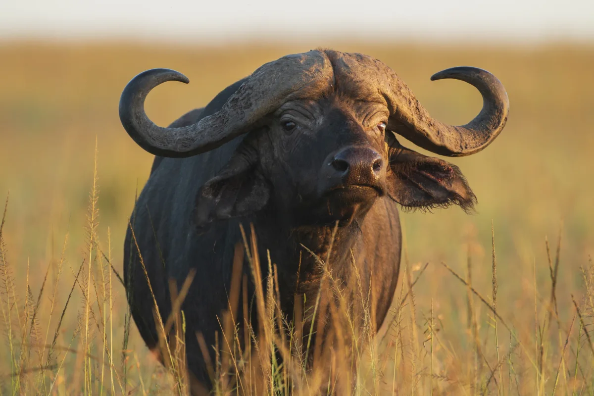 African buffalo roaming in vast savannah forming impressive herds that contribute to the park’s biodiversity. These powerful herbivores play an important ecological role by shaping vegetation and supporting predator populations. Observing buffalo in Upemba offers an authentic Central African wildlife experience for visitors.