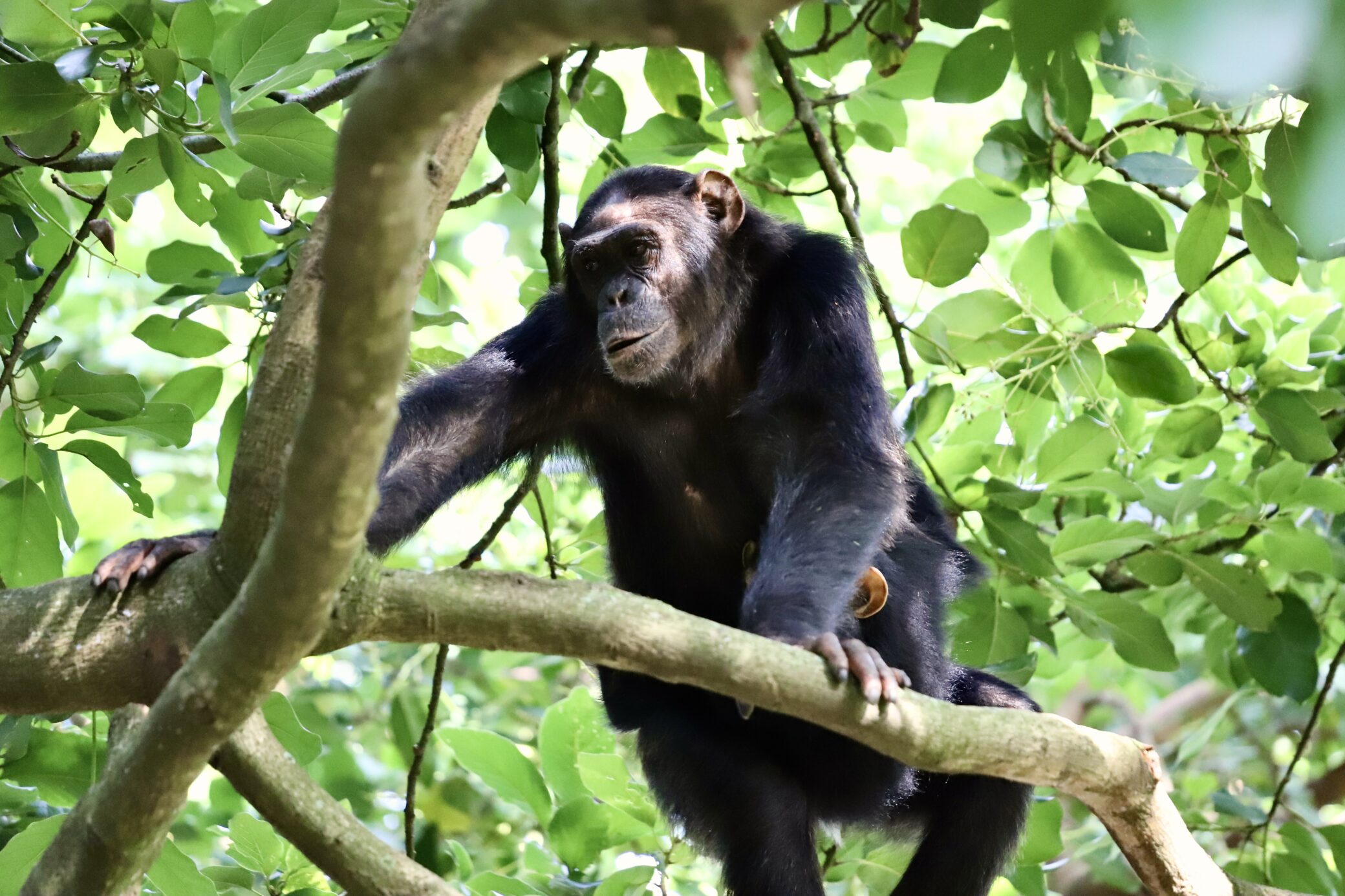 A chimpanzee in Virunga National Park. This park offers chimpanzee trekking in Congo.