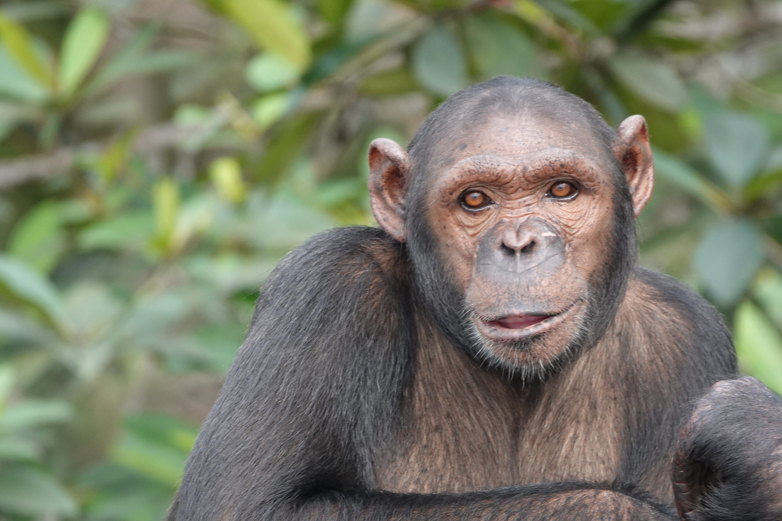 Wild Chimpanzee.