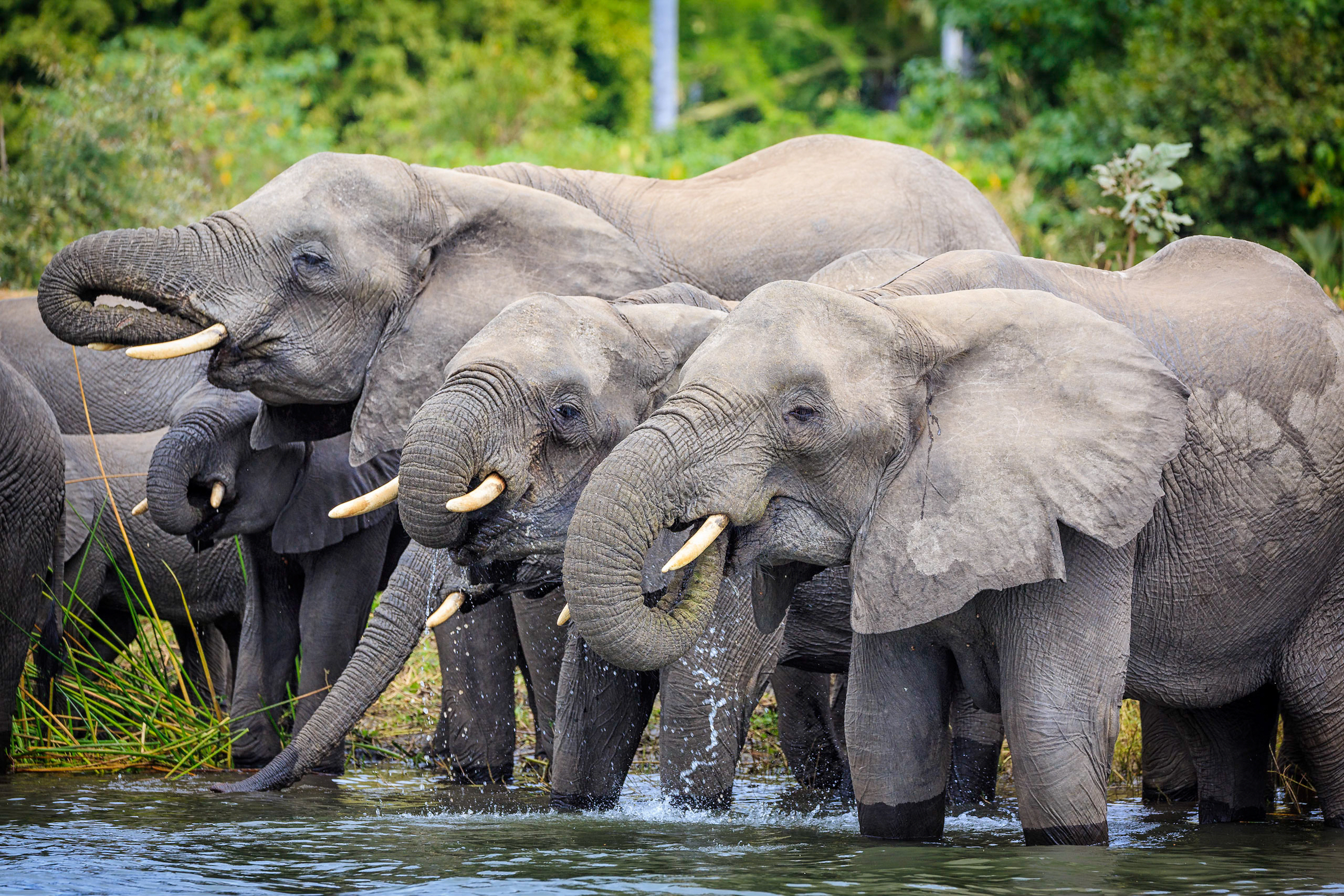African elephants in Kundelungu National Park.
