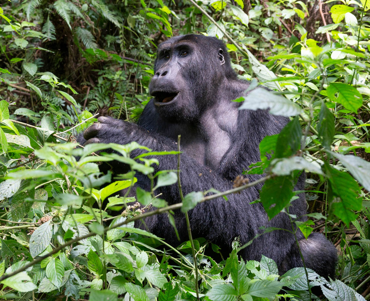 Gorilla in one of the Conservation areas in Democratic Republic of Congo.