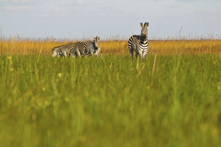 Zebras grazing in one of the best Congo's National Park.