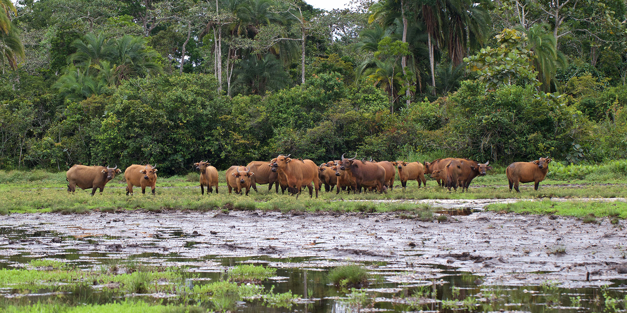 Forest buffaloes are one of the fascinating animals to see in the Democratic Republic of the Congo. These powerful and elusive buffalo inhabit the country's dense tropical rainforests, where they thrive in their natural environment. Spotting forest buffaloes during a Congo safari adds to the excitement of exploring the country's rich wildlife alongside gorillas, chimpanzees, and forest elephants.