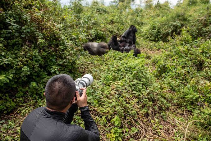 A tourist enjoying the primate adventure in Uganda.