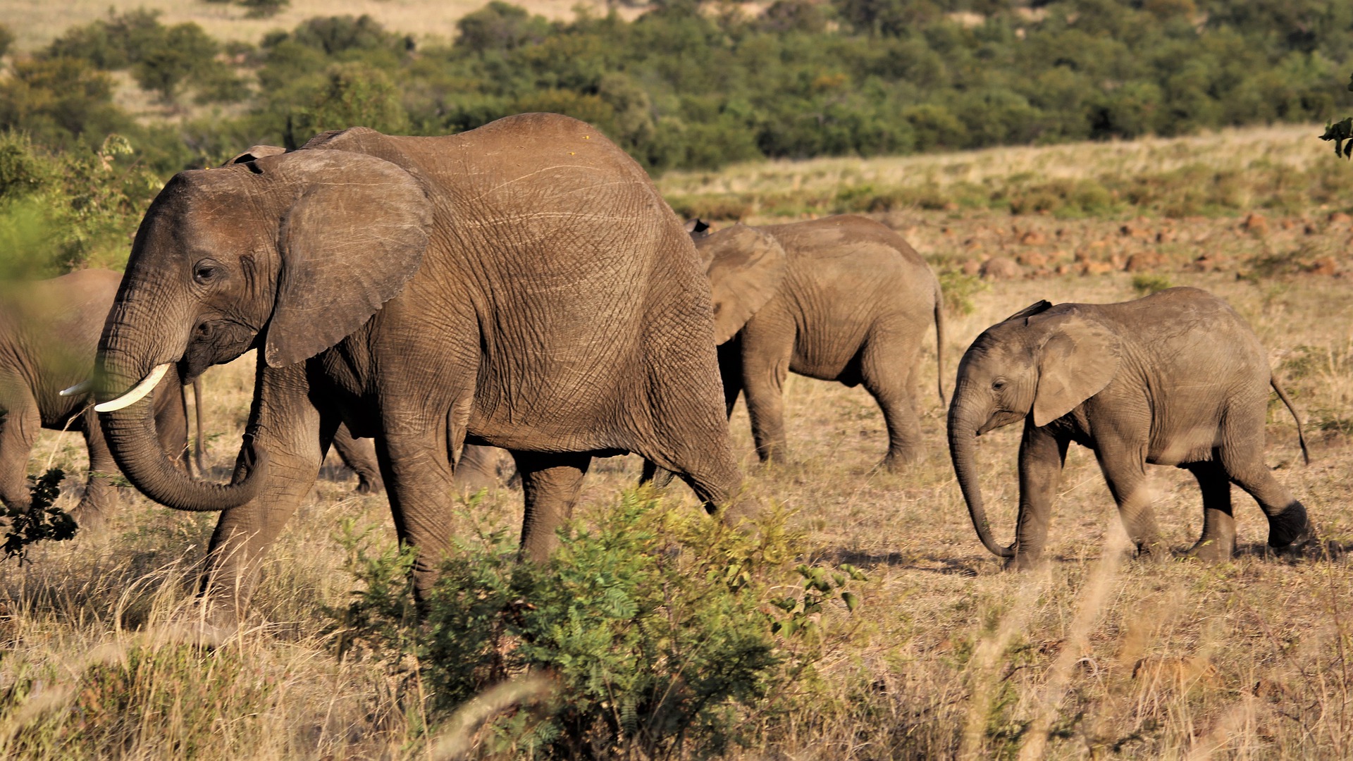 Elephants in Lomami National Park roam the park's vast tropical rainforests alongside rare wildlife, including Bonobo, Okapi, Dryas monkey, and the Congo peafowl. This pristine wilderness offers exceptional opportunities for wildlife enthusiasts seeking authentic Congo safari adventures and unforgettable rainforest experiences.