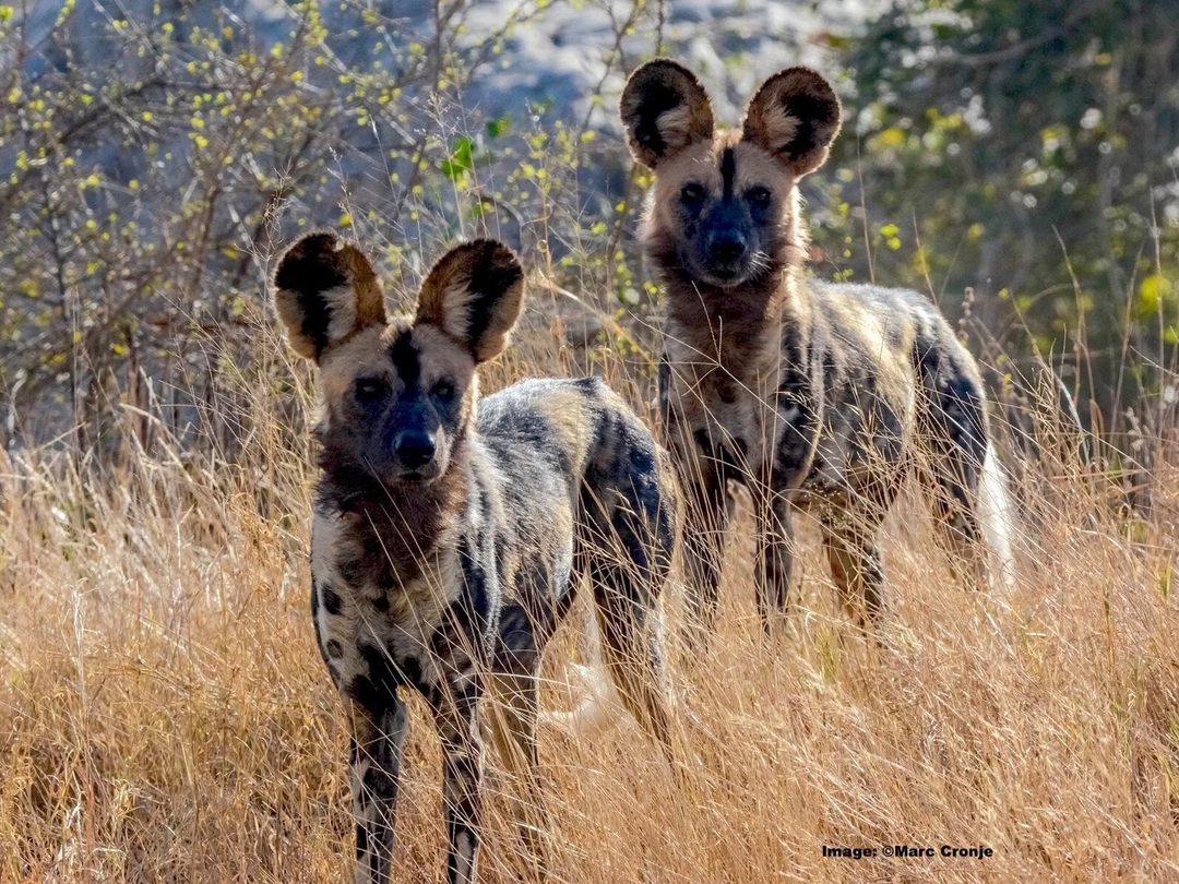 African wild dogs in Hwange National Park are among the most exciting and rewarding wildlife sightings to enjoy when combining Hwange with a safari to Victoria Falls with Pieland Gorilla Safaris. Also known as painted dogs, these highly social predators live and hunt in coordinated packs, making their behavior fascinating to observe during a guided game drive. Their distinctive coats, large rounded ears, and energetic movements make every encounter memorable. Because wild dogs are highly mobile and sightings are never guaranteed, seeing a pack in the wild is especially special. Hwange therefore adds exceptional predator viewing to a well-planned Victoria Falls safari.