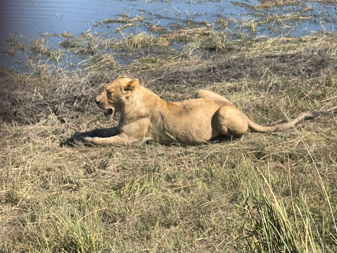 A lion was spotted during an afternoon game drive in Chobe National Park on a day trip organized by Pieland Gorilla Safaris, creating an exciting highlight for the travelers. The afternoon hours can provide excellent opportunities to observe predators as temperatures begin to cool and wildlife becomes more active. Seeing the lion in its natural environment gave guests a memorable chance to appreciate Chobe’s rich wildlife and capture impressive photographs. With an experienced safari guide leading the game drive, travelers were able to enjoy the sighting safely while learning more about lion behavior, habitat, and the wider ecosystem of Chobe National Park.