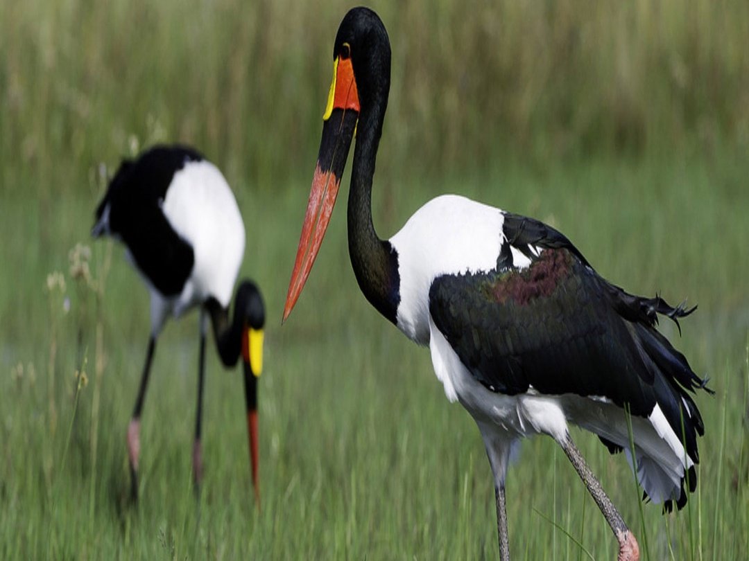 The Saddle-billed Stork is among the remarkable bird species that visitors can spot around Victoria Falls and the Zambezi River region. This magnificent African wading bird is known for its striking black, white, red, and yellow markings, along with its long powerful bill. Birdwatchers and nature lovers enjoy seeing these elegant birds in wetlands, riverbanks, and surrounding wilderness areas while exploring the beauty of Victoria Falls.