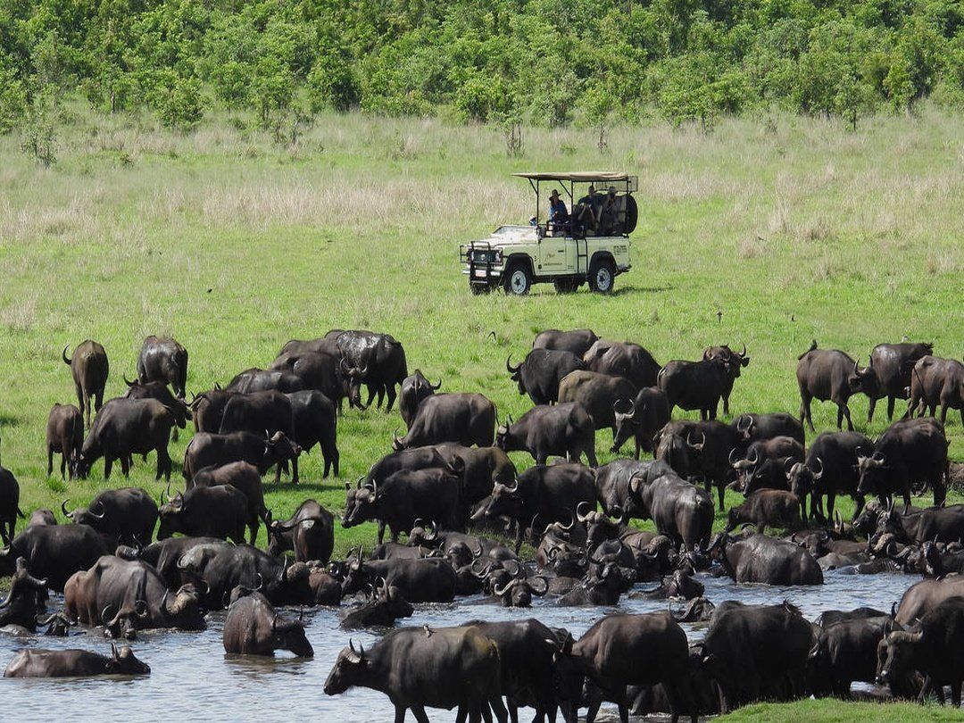 Buffaloes are among the impressive wildlife species that visitors can see around Victoria Falls, especially during safari experiences in Zambezi National Park. These powerful animals are often found grazing near water sources and moving through the park’s wilderness areas. Spotting African buffaloes adds an exciting wildlife encounter to a Victoria Falls adventure, offering travelers a chance to experience the beauty of Zimbabwe’s natural landscapes.
