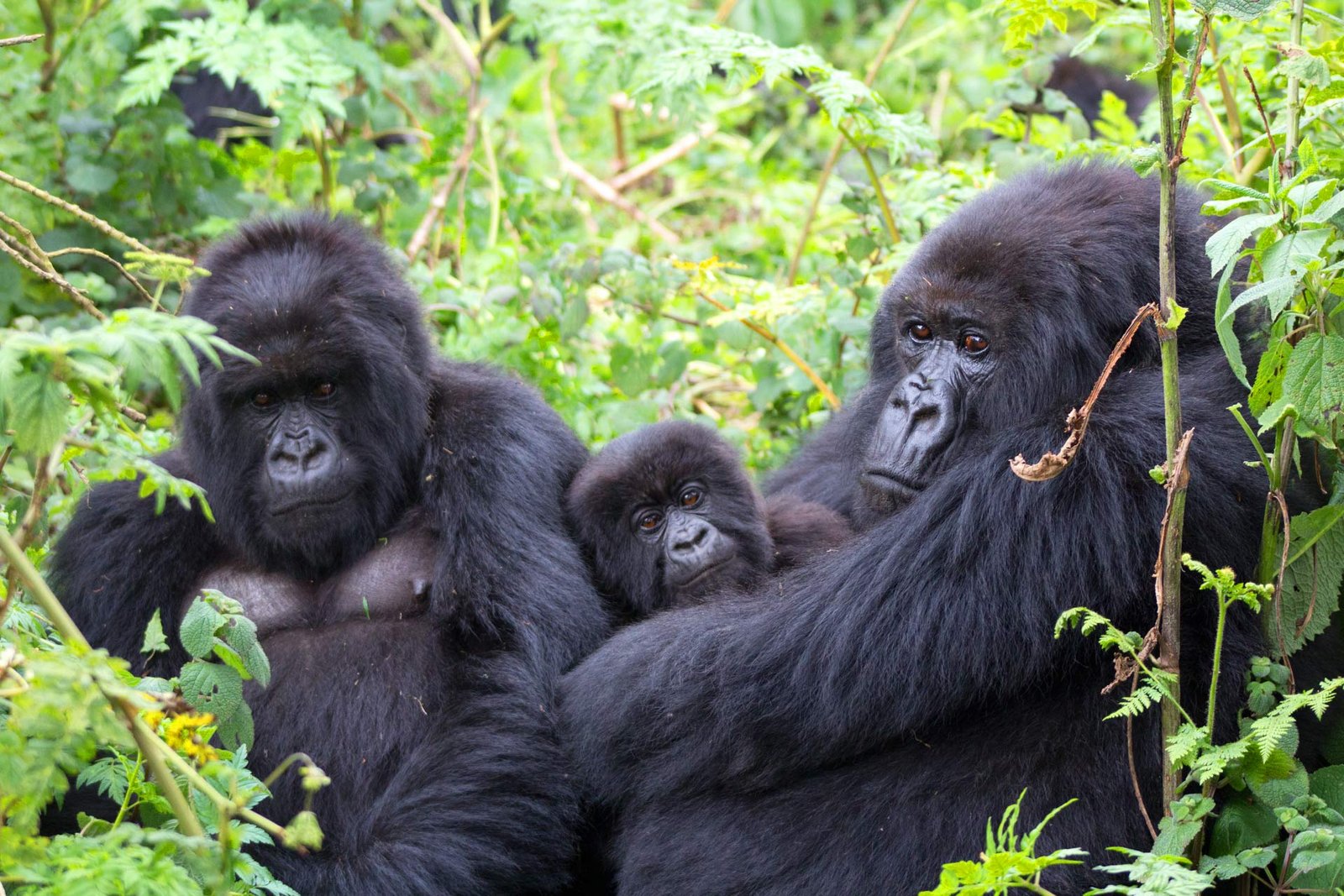 Gorillas in the Buhoma Sector of Bwindi Impenetrable National Park offer an unforgettable opportunity to observe mountain gorillas in their natural rainforest habitat. Buhoma is one of Bwindi’s best-known trekking areas and is surrounded by lush forest, scenic hills, and established safari lodges. Senior travelers can enjoy the experience with careful preparation, porter assistance, suitable hiking footwear, and a comfortable pace. Although trekking difficulty varies according to the gorillas’ daily movements, Buhoma can fit well into thoughtfully planned senior safaris, especially when accommodation, transport, rest time, and trekking support are arranged around individual mobility needs.