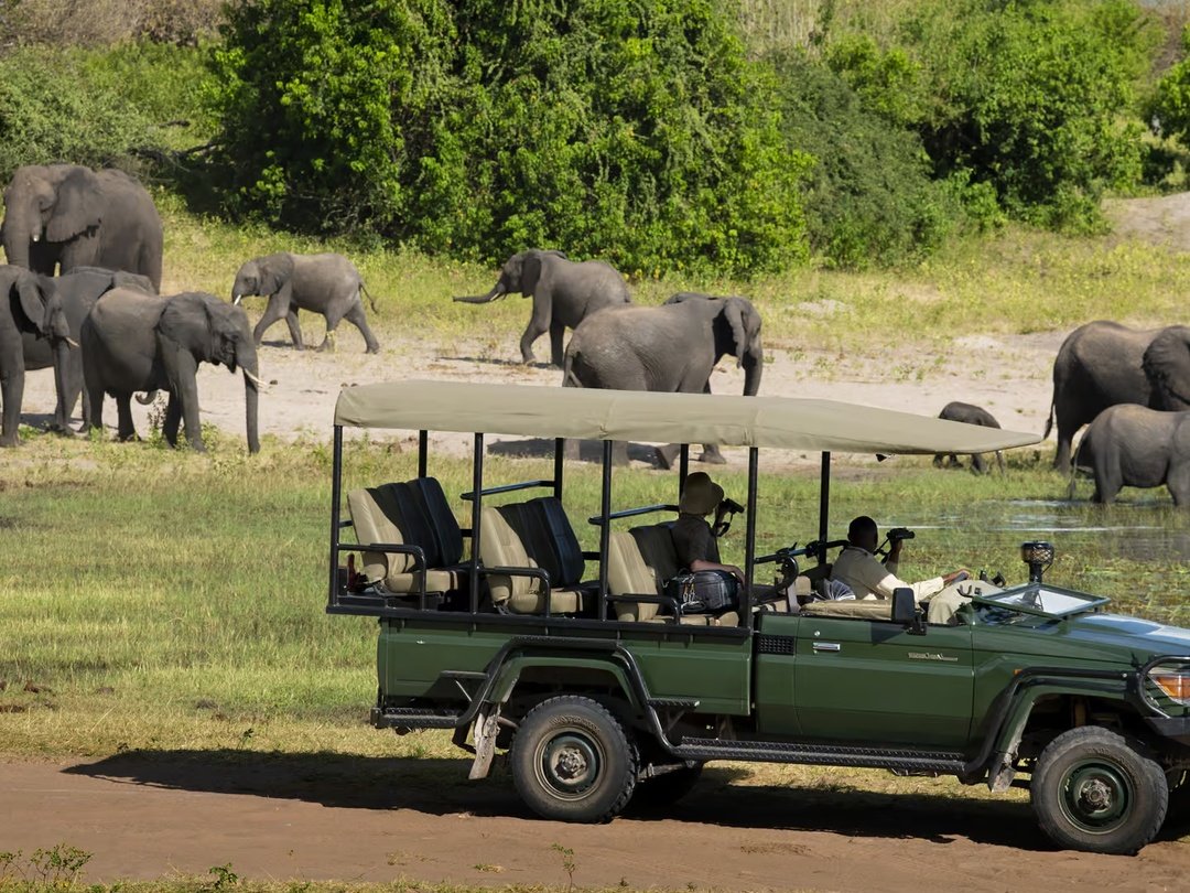 Tourists enjoy an exciting game drive in Chobe National Park during their 3 Days Victoria Falls and Chobe Safari with Pieland Gorilla Safaris, traveling through open floodplains, woodland, and riverfront habitats in search of wildlife. From the safari vehicle, guests may encounter elephants, buffaloes, giraffes, zebras, antelopes, baboons, and numerous bird species, while lions or leopards may also be spotted with luck. Chobe is especially famous for its impressive elephant populations and beautiful scenery along the Chobe River. The game drive offers excellent photography, close wildlife encounters, and an unforgettable African safari experience.