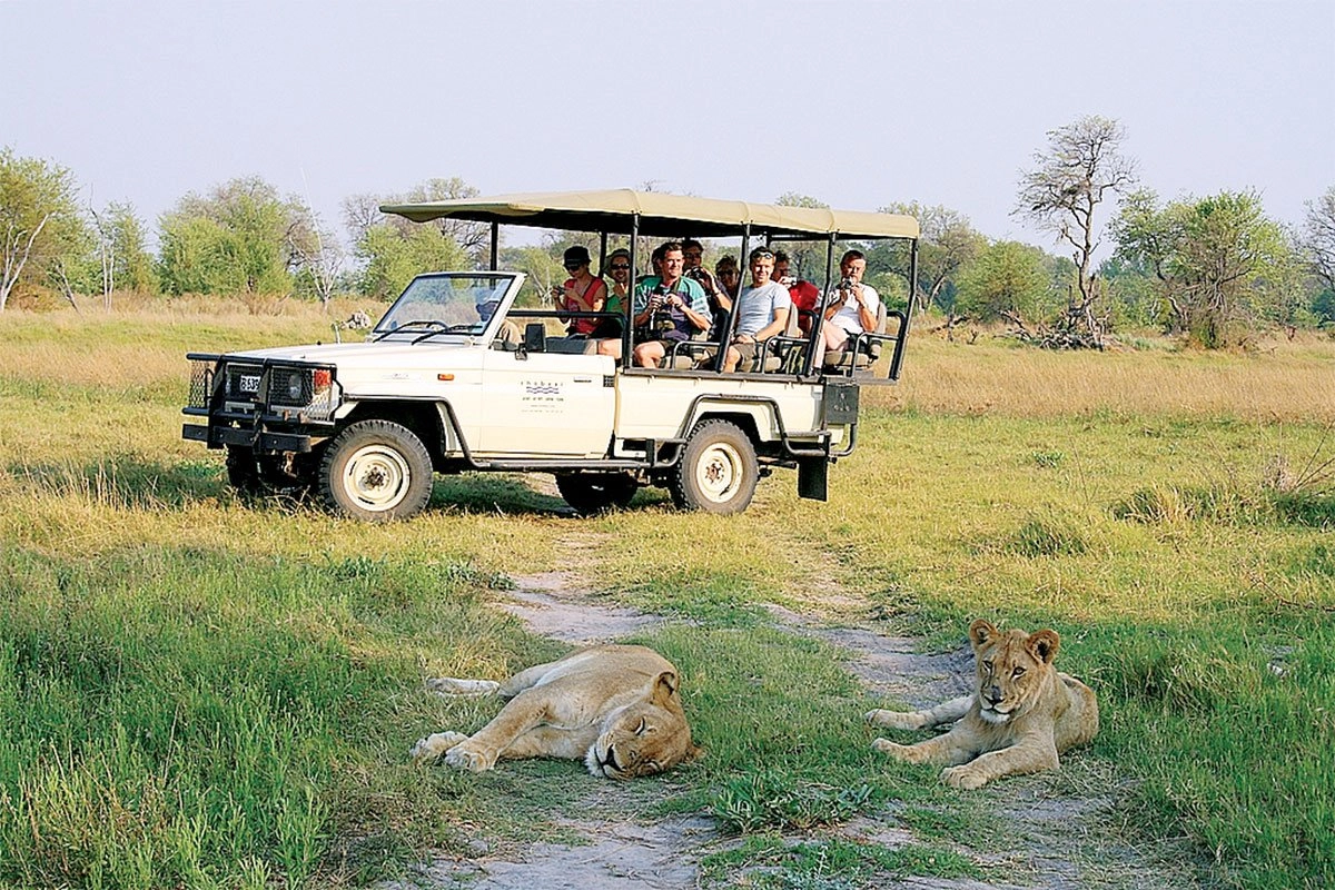 Lions are among the exciting wildlife sightings during a Chobe National Park safari from Victoria Falls with Pieland Gorilla Safaris. After crossing into Botswana and entering Chobe, travelers explore the park on a guided game drive and may see lions resting in the shade or watching nearby wildlife. Seeing these powerful predators in their natural habitat adds great excitement to the safari experience. The journey from Victoria Falls to Chobe also offers opportunities to see elephants, buffaloes, giraffes and antelopes. With Pieland Gorilla Safaris, the Chobe safari from Victoria Falls becomes a memorable combination of convenient travel and rewarding wildlife encounters.
