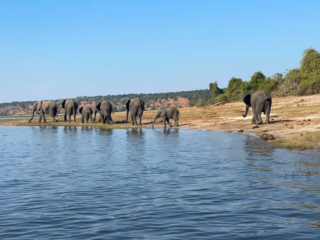 Elephants at the Chobe Riverfront in Chobe National Park provide one of the most spectacular wildlife sightings on a safari with Pieland Gorilla Safaris. Large herds often gather along the river to drink, bathe and cool themselves during the warmer hours of the day. Guests may watch mothers guiding young calves through shallow water, powerful bulls feeding nearby, and entire families moving across the floodplains. From a safari vehicle or boat, these close but respectful encounters offer excellent photography opportunities. Seeing elephants against the beautiful Chobe River scenery creates an unforgettable highlight of any Botswana safari with Pieland Gorilla Safaris.