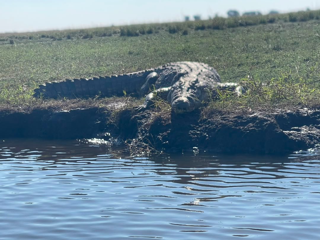 Crocodiles are among the fascinating animals to see in Chobe National Park on a holiday with Pieland Gorilla Safaris. These powerful reptiles are commonly found along the Chobe River, where they may be seen resting on sandy banks, swimming quietly through the water, or waiting near the shoreline. A boat safari provides excellent opportunities to observe crocodiles from a safe distance while also seeing hippos, elephants and abundant birdlife. With Pieland Gorilla Safaris, travelers can explore the Chobe River ecosystem and enjoy memorable encounters with crocodiles and other wildlife in their natural Botswana habitat.