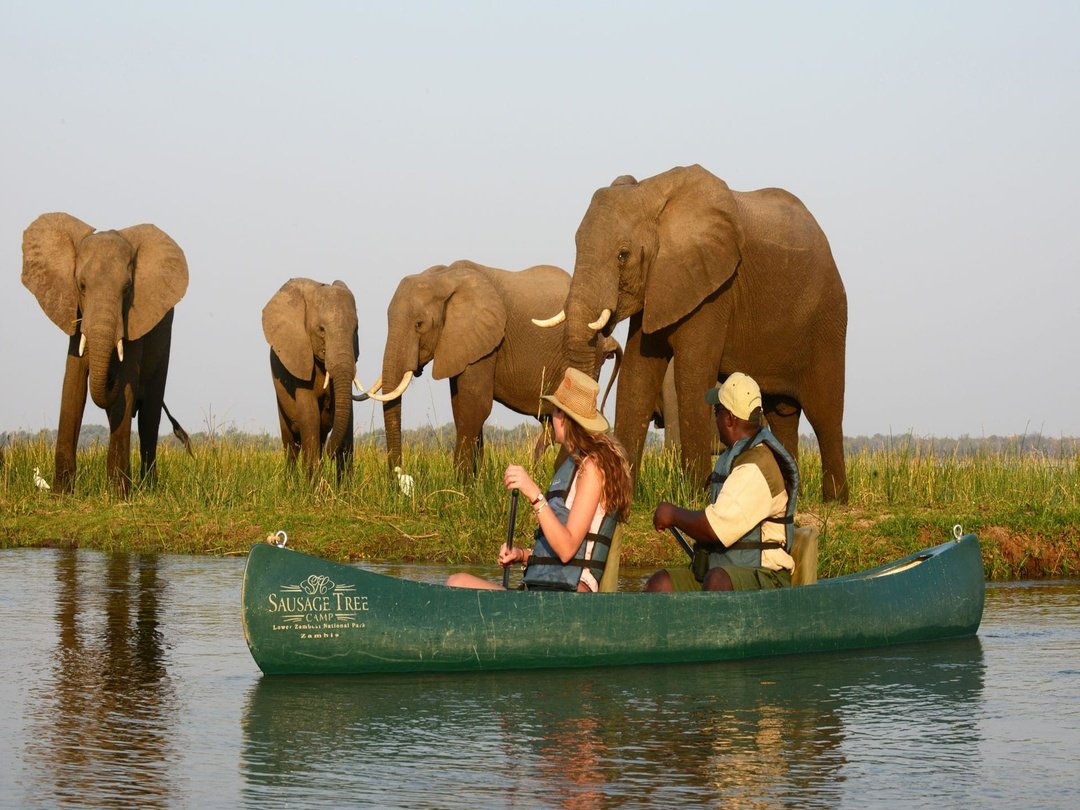 Elephants are among the remarkable wildlife species to see around Victoria Falls, especially along the banks of the Zambezi River. Visitors can spot these magnificent animals gathering near the water, drinking, and moving through the surrounding wilderness. Elephant sightings add an unforgettable safari experience, allowing travelers to witness the beauty of Africa’s iconic wildlife alongside the breathtaking landscapes of the Victoria Falls region.