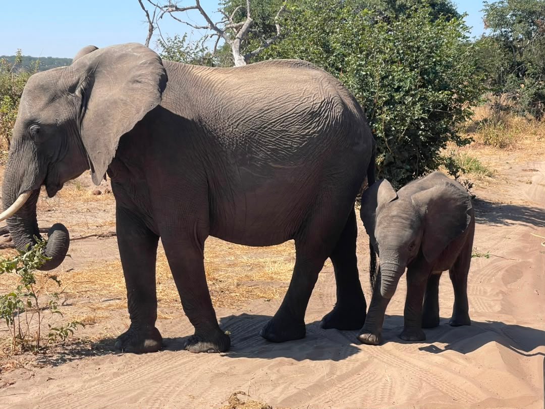Elephants are among the most remarkable animals to see on a safari in Chobe National Park with Pieland Gorilla Safaris. Chobe is especially famous for its large elephant herds, which are often seen moving across the floodplains, feeding in woodland areas, or gathering along the Chobe River to drink and bathe. Guests may watch mothers protecting young calves, powerful bulls walking through the bush, and entire herds crossing open landscapes. These impressive encounters offer excellent opportunities for wildlife photography and observation. With Pieland Gorilla Safaris, seeing elephants in their natural habitat becomes one of the unforgettable highlights of a Botswana safari.