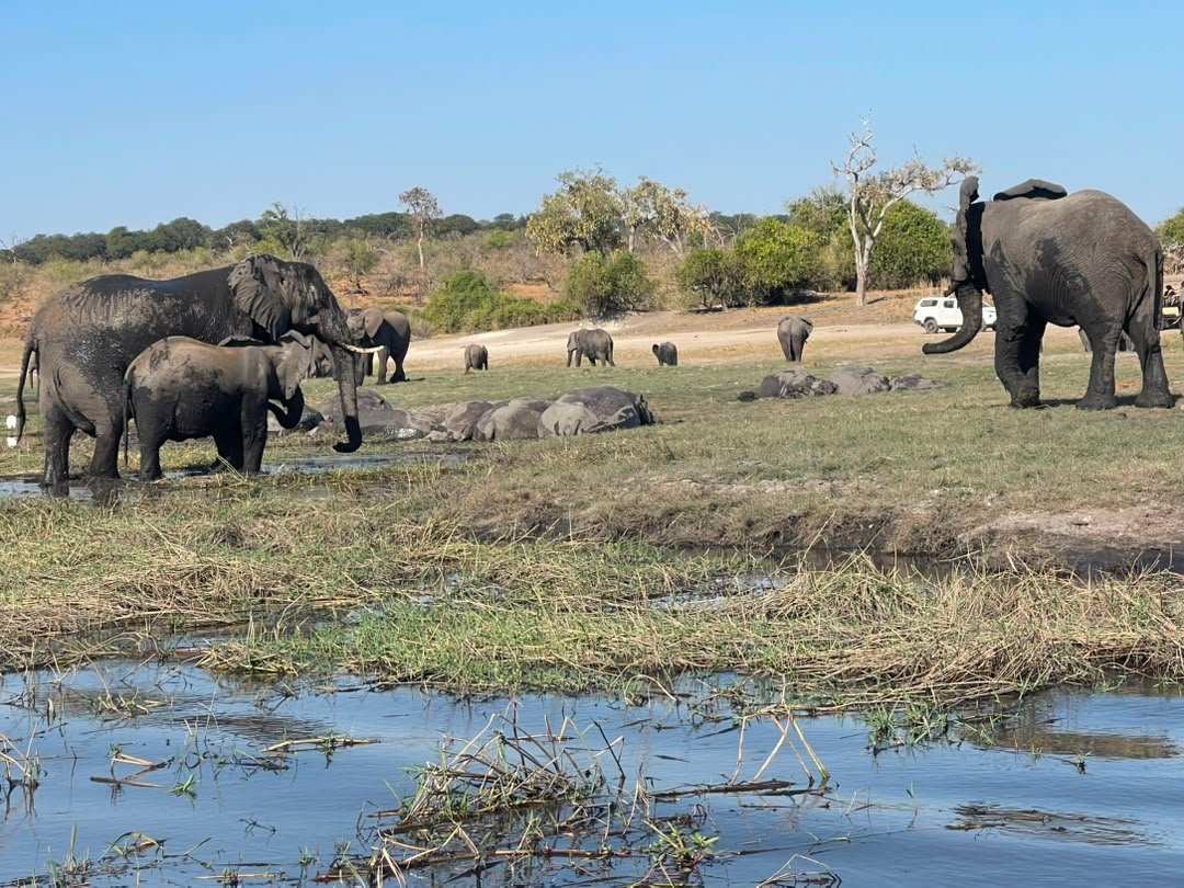 One of the most unforgettable highlights of a safari in Chobe National Park is witnessing its famous herds of African elephants roaming freely across the wilderness. Chobe is renowned for having one of Africa’s greatest concentrations of elephants, especially along the Chobe River, where large herds gather to drink, bathe, and cool off during the day. On a safari organised by Pieland Gorilla Safaris, guests can enjoy remarkable close-up encounters with these gentle giants during game drives and boat safaris. Watching elephants cross the plains, protect their calves, and interact beside the river creates a powerful and memorable African wildlife experience.