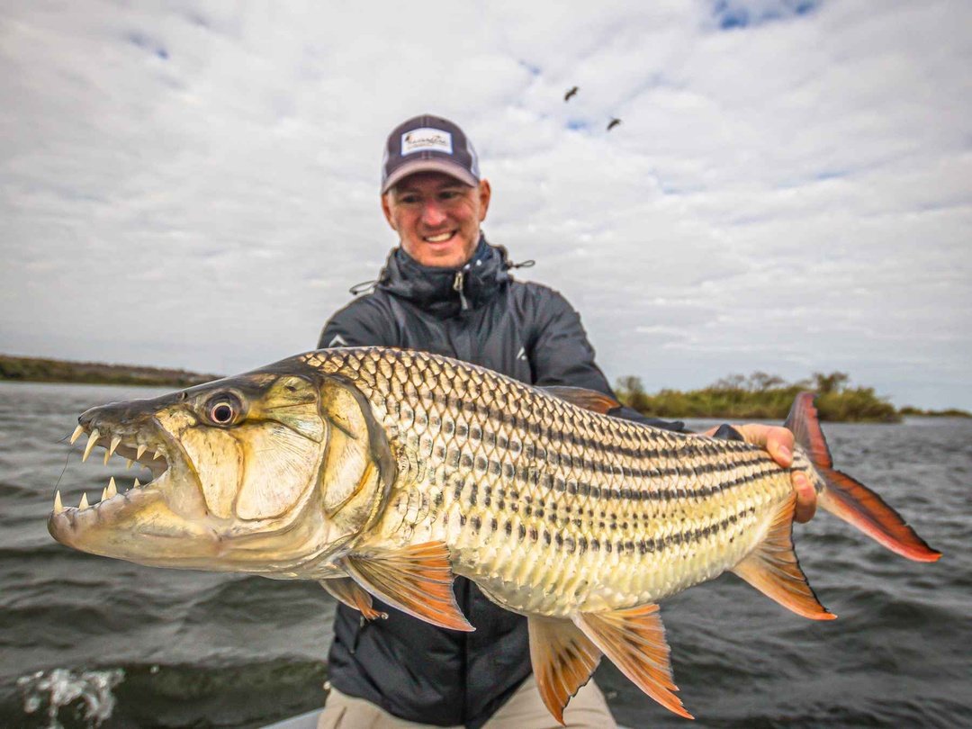 A traveler proudly holds a large tiger fish caught during an exciting fishing adventure on the Zambezi River near Victoria Falls. The impressive freshwater fish, known for its strength and sharp teeth, highlights the thrilling angling experiences available in the region. Surrounded by the scenic river landscape, the moment captures the adventure, excitement, and natural beauty of Africa’s iconic waterways.