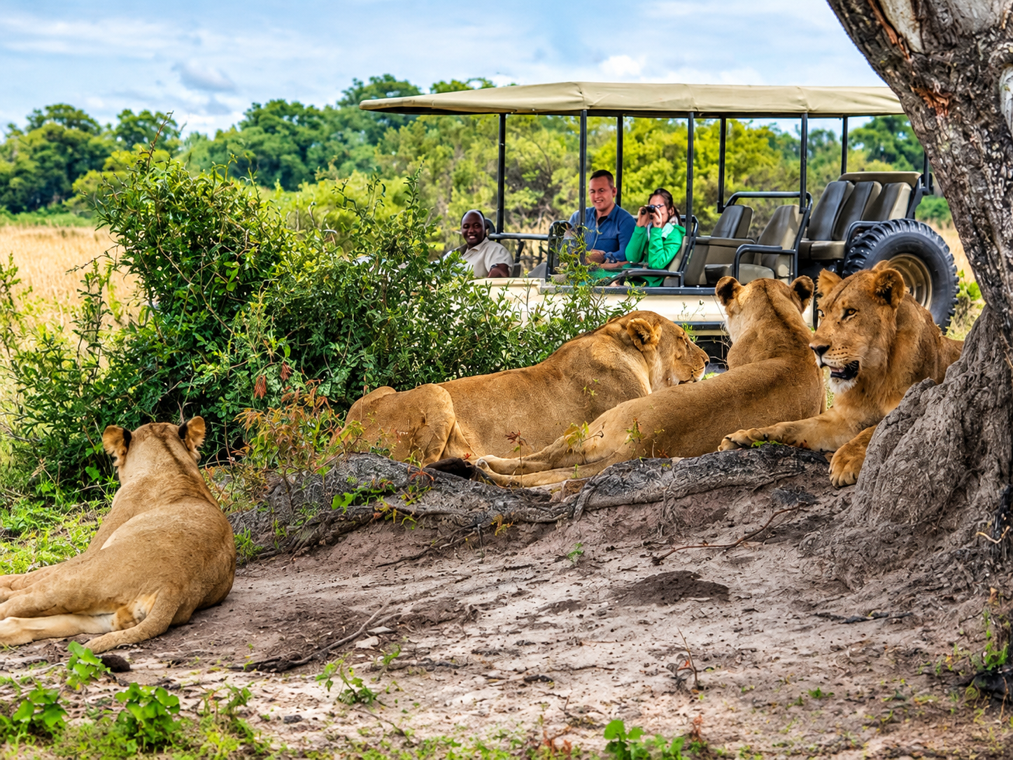 Lions are among the most exciting animals that can be spotted on a 14 Days Victoria Falls and Botswana Safari, offering travellers unforgettable wildlife encounters across Zimbabwe and Botswana’s famous wilderness areas. During game drives in destinations such as Hwange National Park, Chobe National Park and Moremi Game Reserve, visitors have the opportunity to observe these powerful predators resting in the shade, moving through the savannah or searching for prey. A lion sighting provides incredible photography opportunities and showcases the beauty and diversity of Africa’s remarkable wildlife.