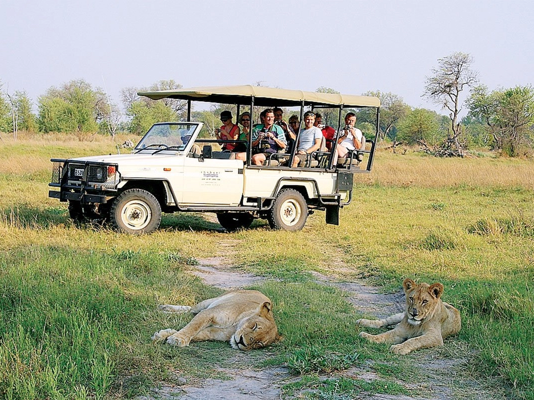 Lions were among the exciting wildlife encounters during a 4-Day Victoria Falls and Chobe Safari, adding a memorable highlight to the game-drive experience in Botswana. While exploring Chobe National Park, travelers had the opportunity to observe these powerful predators resting in the grass and watching their surroundings from close range. The sighting created a thrilling contrast to the dramatic scenery of Victoria Falls and showed the strong wildlife appeal of combining the two destinations. Pieland Gorilla Safaris can organize this short Southern Africa journey with game drives, river safaris, accommodation and transfers for a well-balanced adventure.