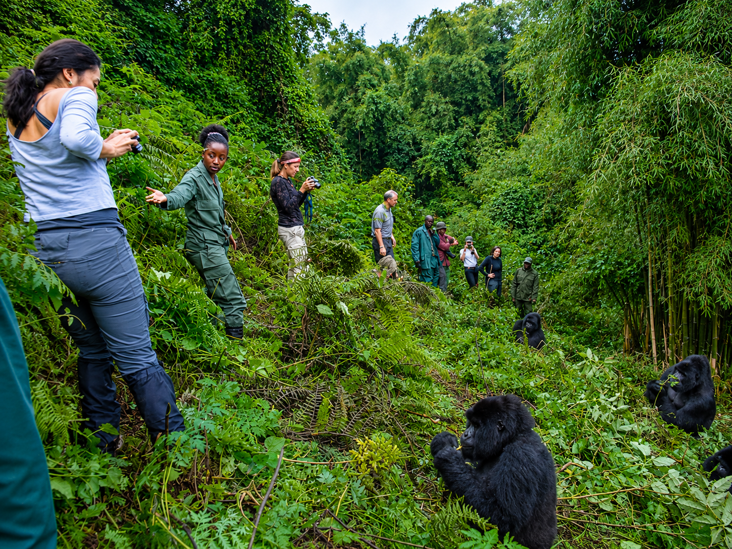 Gorilla trekking in Rwanda combined with a Victoria Falls safari for an unforgettable African adventure.