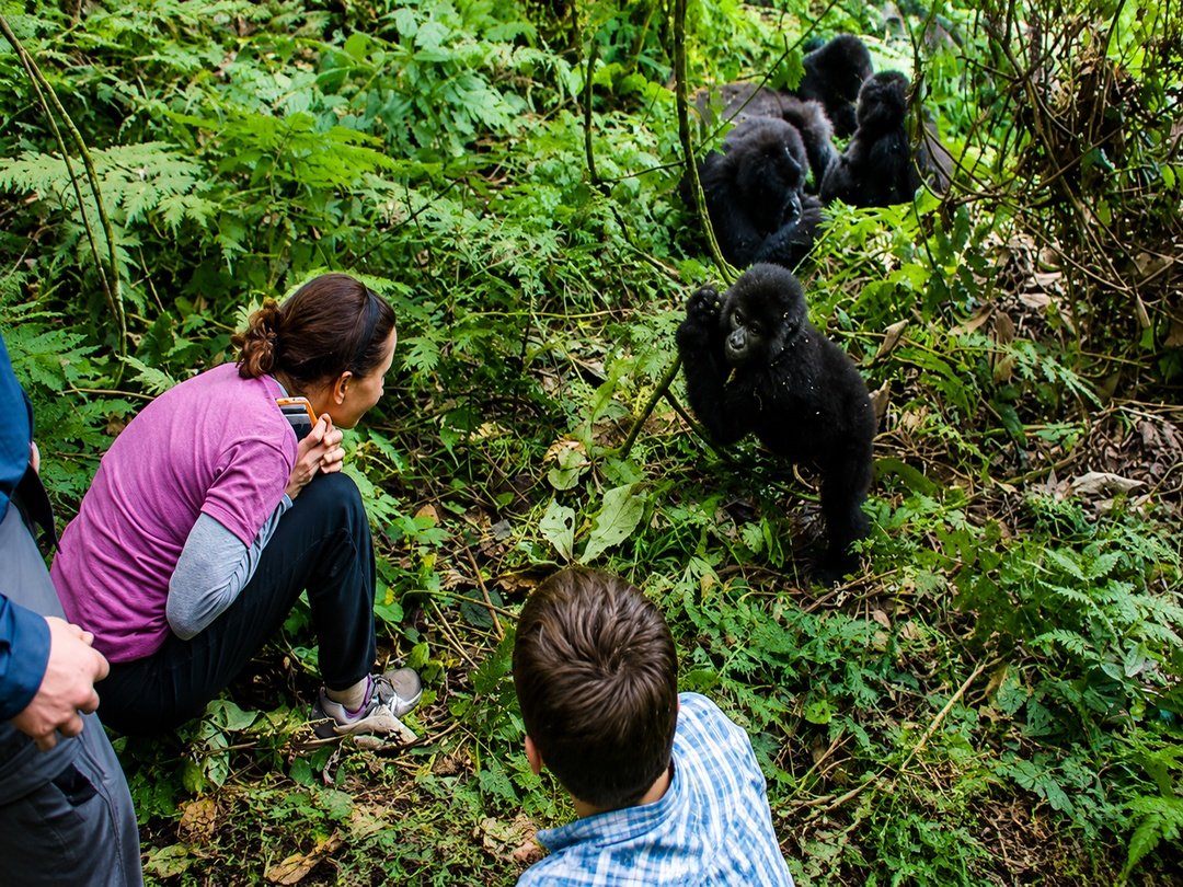 Tourists enjoy an extraordinary gorilla trekking adventure in Uganda combined with a visit to Victoria Falls, creating one of Africa’s most unforgettable travel experiences. After exploring the misty rainforests of Bwindi Impenetrable National Park and encountering endangered mountain gorillas in their natural habitat, travellers continue their journey to witness the breathtaking beauty of Victoria Falls. This unique combination blends intimate wildlife encounters with the power and beauty of one of the world’s greatest waterfalls, offering the perfect mix of adventure, nature, and cultural discovery across Africa.