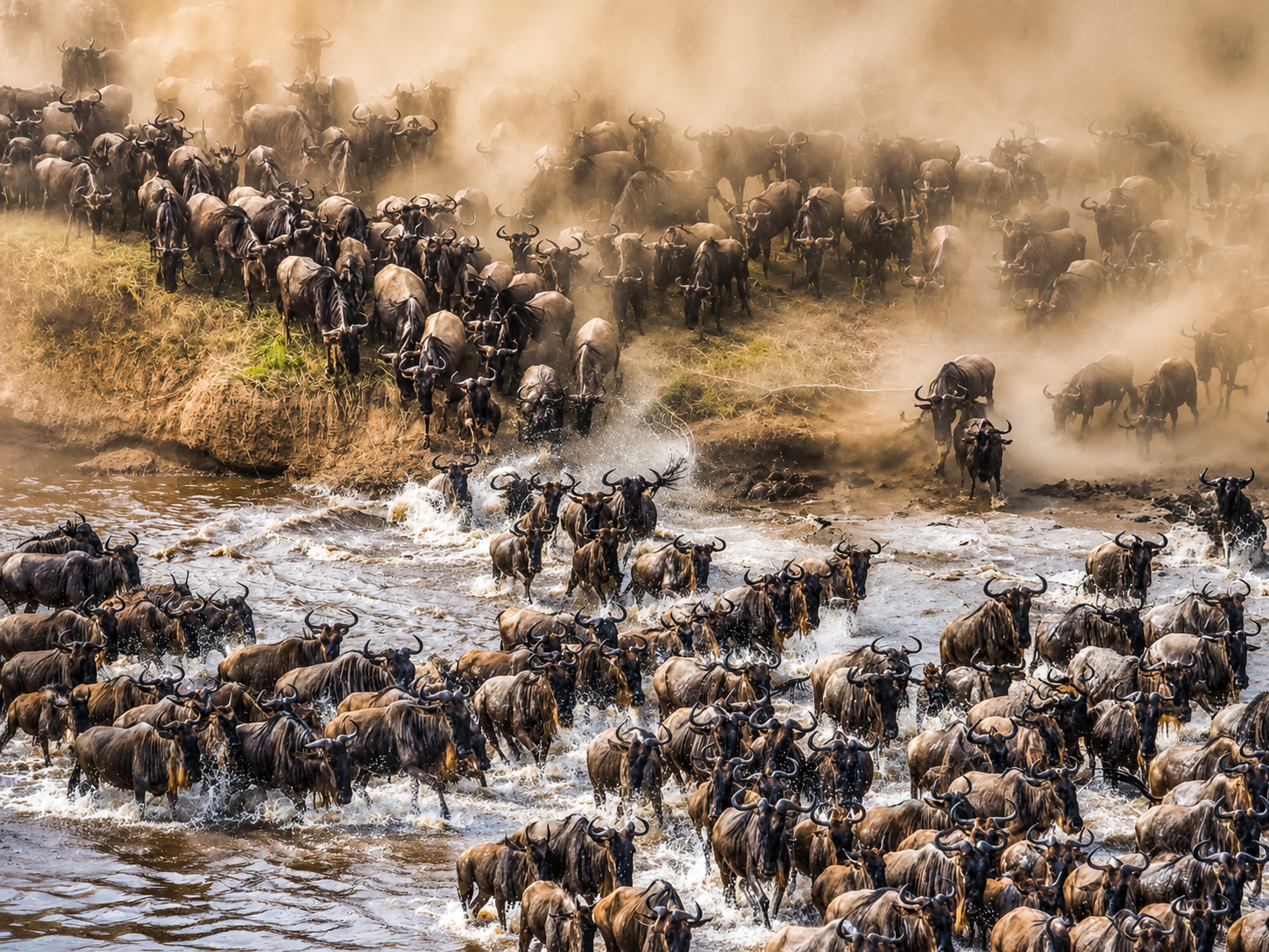 Wildebeest migration crossing a river during the Great Migration safari in Serengeti National Park, Tanzania.