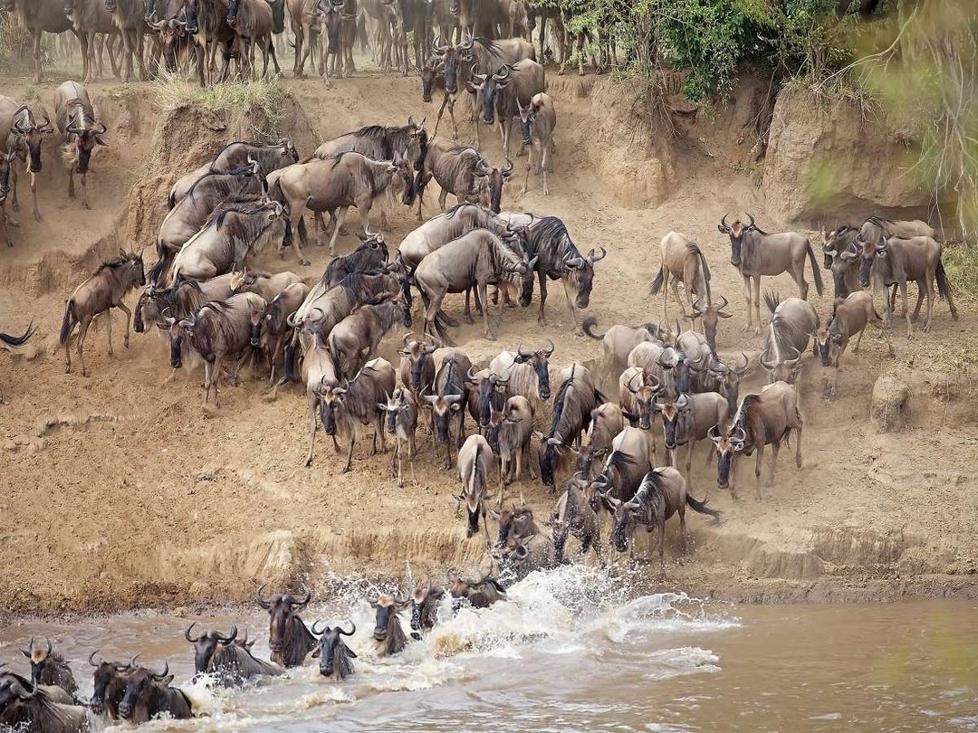 Experience a breathtaking helicopter ride above one of Africa’s most spectacular natural wonders. From the sky, travellers witness the mighty Zambezi River flowing through the dramatic Batoka Gorge before reaching the magnificent waterfall, where mist rises like clouds from the cascading waters below. Combine this unforgettable flight with the Great Migration experience for a remarkable African journey filled with wonder and discovery. During the migration, millions of wildebeest and zebras move across the vast plains of East Africa, creating one of nature’s greatest wildlife spectacles. A helicopter flight provides panoramic views of landscapes, rivers, and wildlife habitats that are impossible to appreciate from the ground. This combination of an aerial waterfall adventure and the Great Migration creates a once-in-a-lifetime safari experience blending adventure, beauty, and unforgettable memories. Whether exploring from above or witnessing the incredible wildlife moments on the ground, this extraordinary combination captures the true spirit of Africa’s beauty and leaves lasting cherished memories.