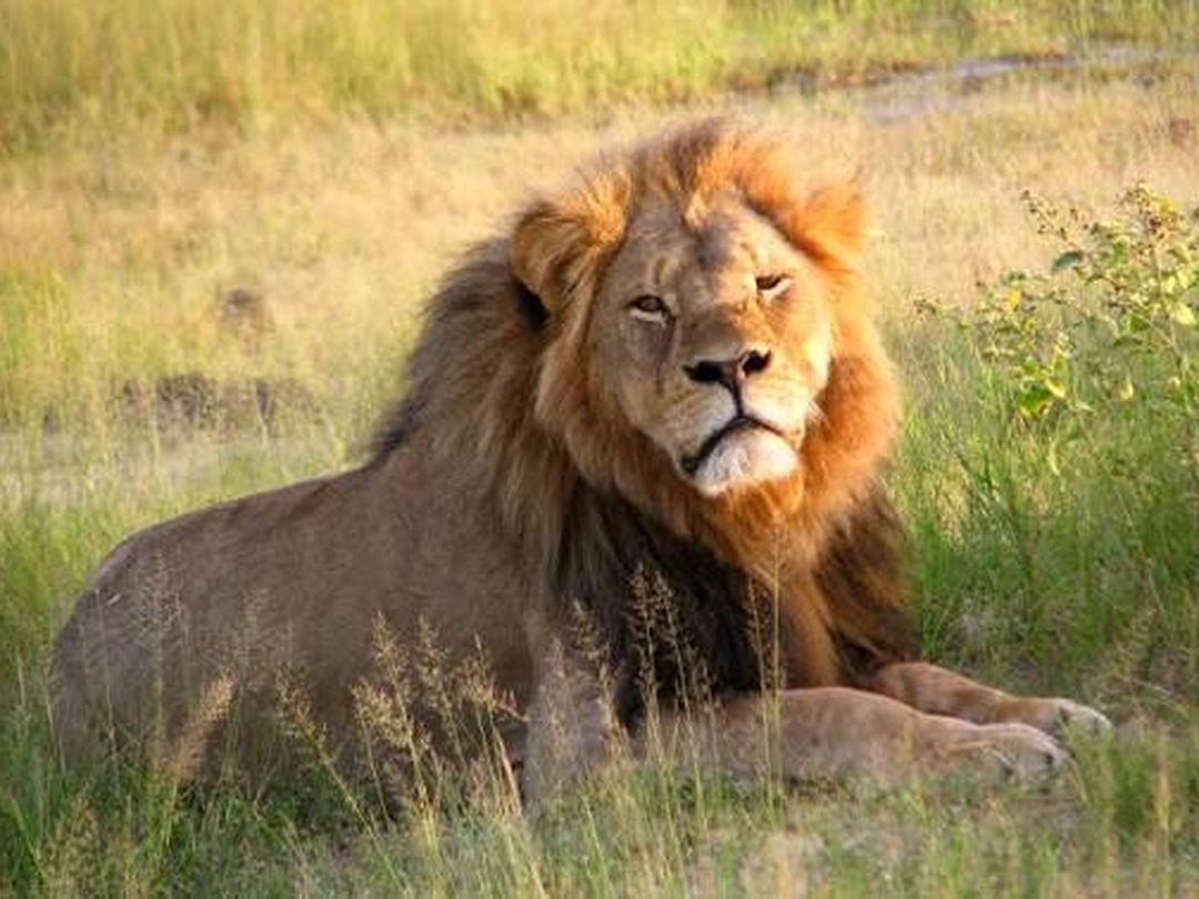A lion in Hwange National Park is one of the most exciting wildlife sightings travelers can enjoy near Victoria Falls on a trip with Pieland Gorilla Safaris. Hwange is home to a rich variety of animals, including elephants, buffaloes, giraffes, zebras, antelopes, hyenas, leopards, and lions. Seeing a lion resting in the grasslands or moving through the bush adds real adventure to the safari experience. Because Hwange is within practical reach of Victoria Falls, travelers can easily combine the famous waterfall with rewarding game drives and unforgettable predator sightings in one well-planned Southern African journey.