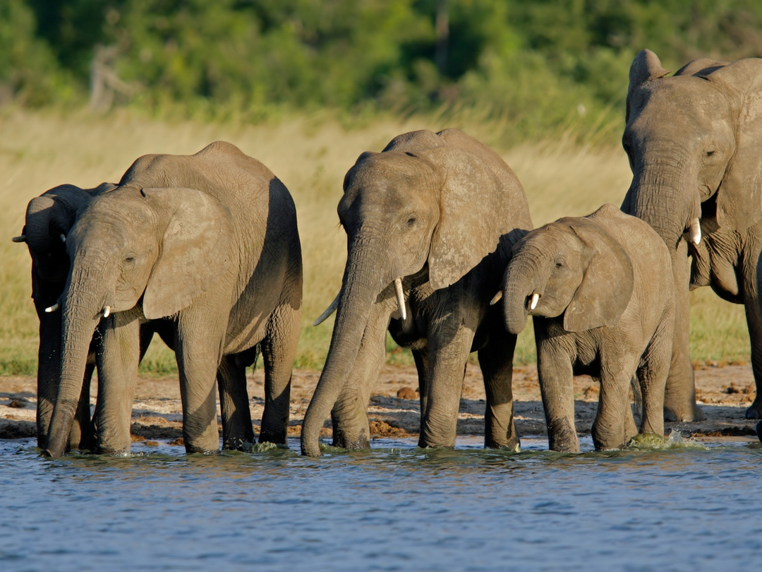 Elephants in Hwange National Park are especially rewarding to see during the dry season, when water becomes limited and large herds gather around permanent and pumped waterholes. From roughly June to October, the drier conditions also reduce vegetation, making wildlife easier to observe during game drives. Travelers may watch elephants drinking, bathing, socializing and moving between water sources, often alongside buffaloes, antelopes and other animals. This makes Hwange an excellent addition to a Victoria Falls safari for wildlife lovers and photographers. Pieland Gorilla Safaris can include Hwange game drives in a customized itinerary for a memorable Zimbabwe safari experience.