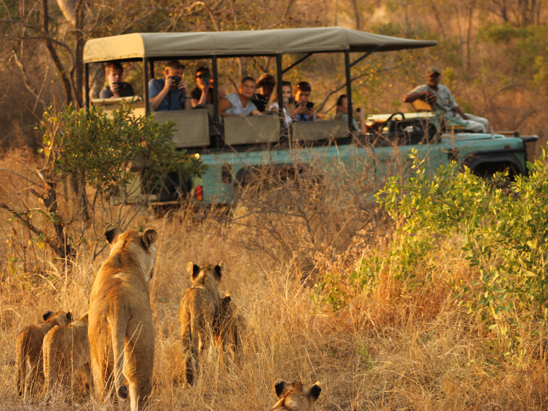 Lions sighted during a game drive in Kruger National Park, South Africa, can become one of the most exciting wildlife highlights of a Southern African safari. Travelers may observe lions resting in the grass, moving through the bush, or interacting with their pride while experienced guides interpret their behavior. A visit to Kruger can be combined with Victoria Falls, creating a rewarding itinerary that brings together exceptional wildlife viewing and one of Africa’s most spectacular natural attractions. This combination offers travelers a diverse journey filled with Big Five safari experiences, dramatic landscapes, photography opportunities, and unforgettable memories across South Africa and Victoria Falls.