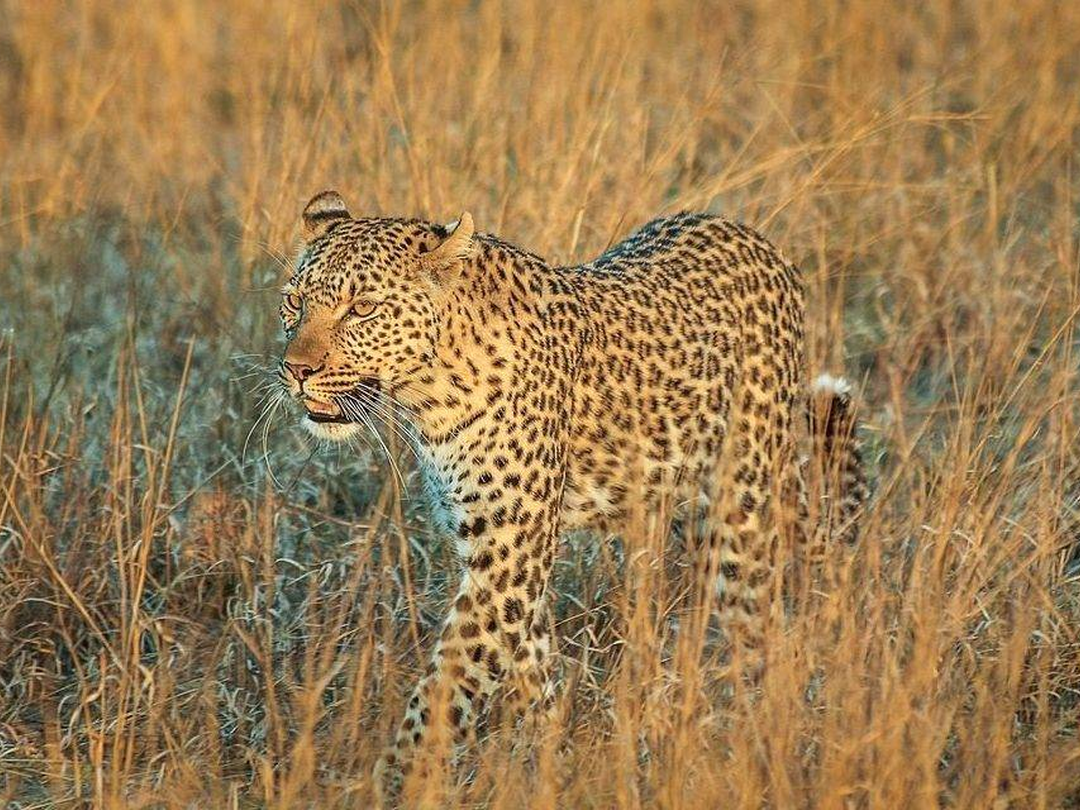 A leopard in Hwange National Park is one of the most exciting wildlife sightings travelers can experience when combining the park with a safari to Victoria Falls with Pieland Gorilla Safaris. Leopards are elusive predators, often resting in woodland, moving quietly through the bush, or appearing near areas with abundant prey. Spotting one during a guided game drive is especially memorable because of its beautiful spotted coat, strength, and secretive behavior. Hwange adds excellent wildlife viewing to a Victoria Falls itinerary, giving travelers the chance to see elephants, lions, buffaloes, zebras, giraffes, and, with luck, an impressive leopard in the wild.
