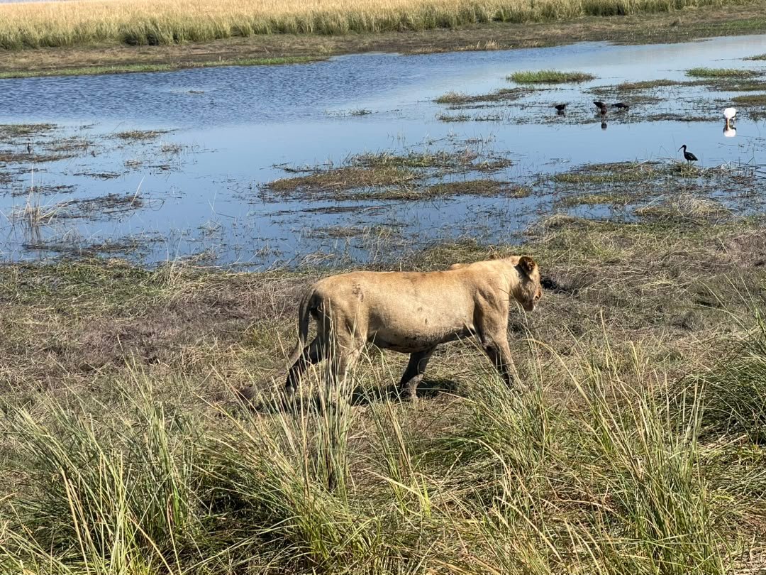 A lion sighting in Chobe National Park with Pieland Gorilla Safaris is one of the most exciting moments of a Botswana safari. Lions may be seen resting beneath shady trees, moving across open grasslands, or watching buffaloes and antelopes from a distance. Savuti is particularly famous for predator activity, while lions can also be encountered around the Chobe Riverfront. With experienced safari guiding from Pieland Gorilla Safaris, travelers may witness powerful males, prides with playful cubs, or lionesses moving through the wilderness. These encounters reveal Chobe’s wild character and create unforgettable memories of Botswana’s remarkable predator-rich landscapes.