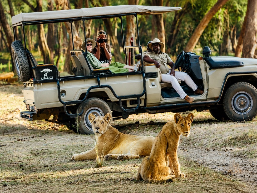 Lions are among the impressive predators that travelers can encounter near Victoria Falls, especially during wildlife safaris in Zambezi National Park. These powerful big cats roam the park’s wilderness areas, offering visitors a chance to witness their strength, beauty, and natural behavior. A guided game drive provides unforgettable opportunities to spot lions alongside other African wildlife in the stunning landscapes surrounding Victoria Falls.