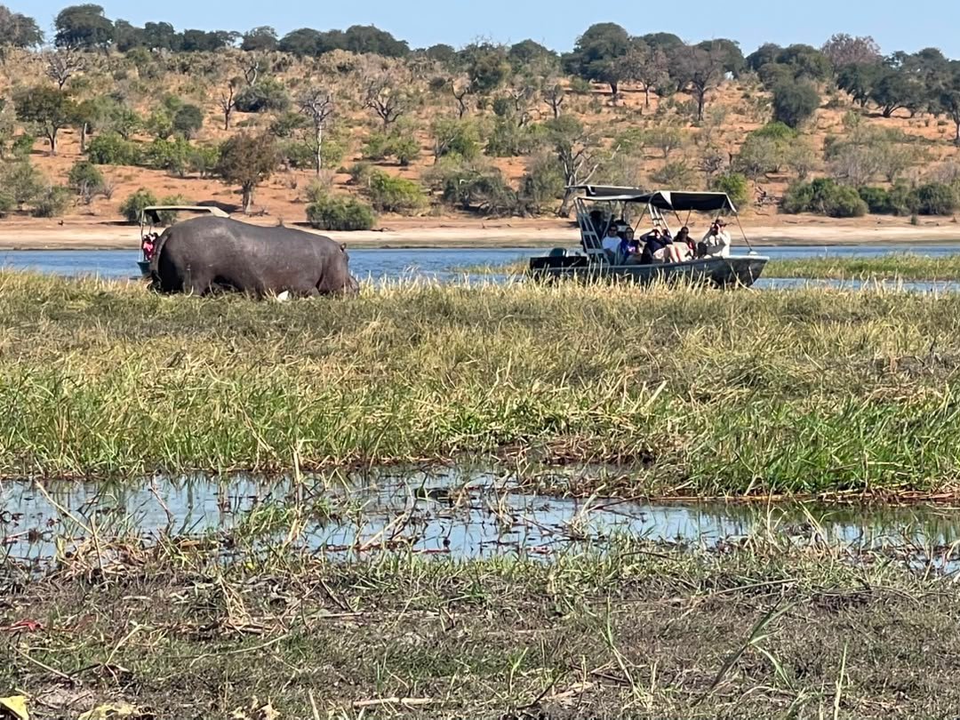 The strategic location of Chobe National Park makes it easy for travelers to enjoy exciting safari activities during convenient day trips from nearby destinations such as Victoria Falls and Livingstone. Visitors can reach the park in the morning and experience memorable activities, including a scenic Chobe River boat cruise, before returning later in the day. The boat cruise offers excellent opportunities to see elephants, hippos, crocodiles, buffaloes, and colorful birdlife along the riverbanks. Combined with game drives, the park’s accessibility allows travelers to enjoy a rich Botswana wildlife experience within a single day while making the most of their Southern Africa journey.