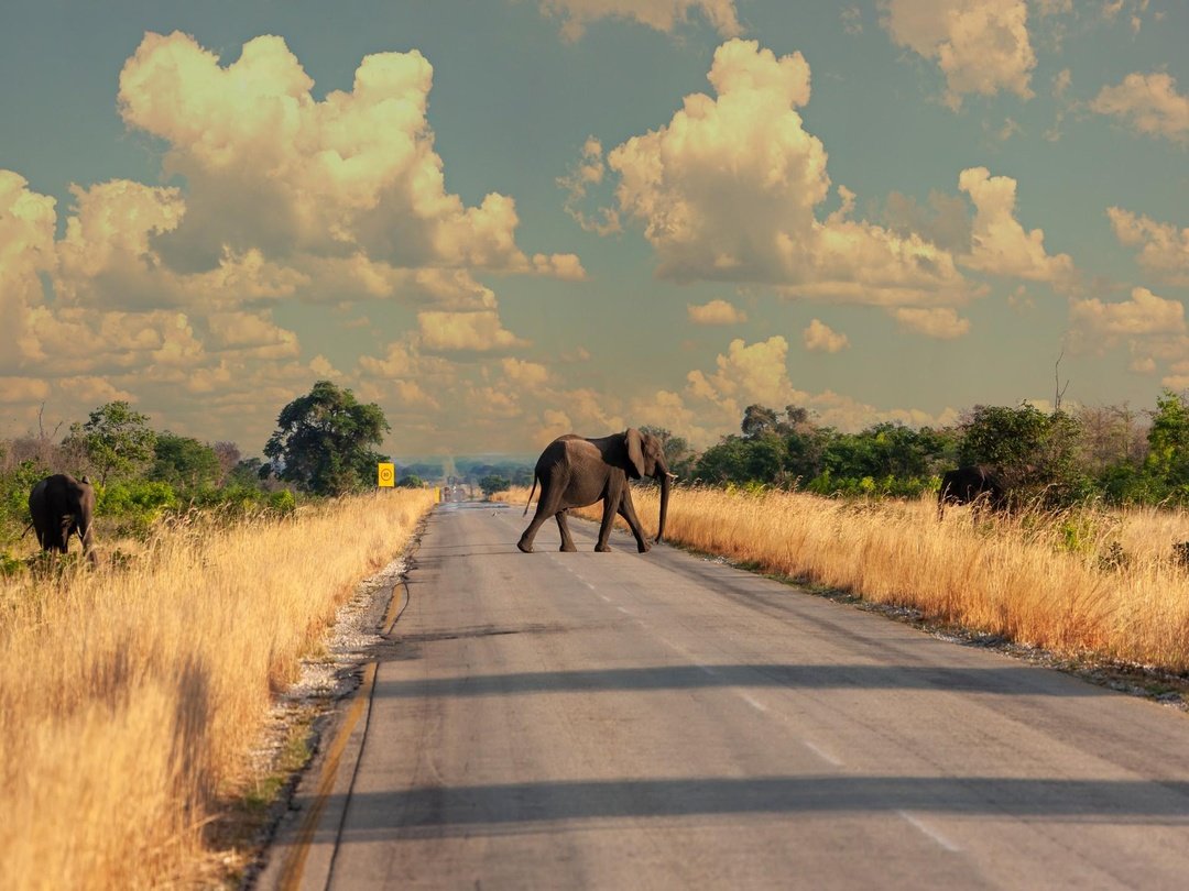 The drive from Moremi Game Reserve to Maun offers travellers another opportunity to enjoy Botswana’s incredible wilderness and wildlife encounters. Along the scenic route, visitors may spot animals such as elephants, antelopes and other wildlife moving through their natural habitats. These unexpected sightings make the journey more than just a transfer, providing memorable photography opportunities and allowing travellers to appreciate the beauty and diversity of Botswana’s landscapes beyond the traditional game drives.