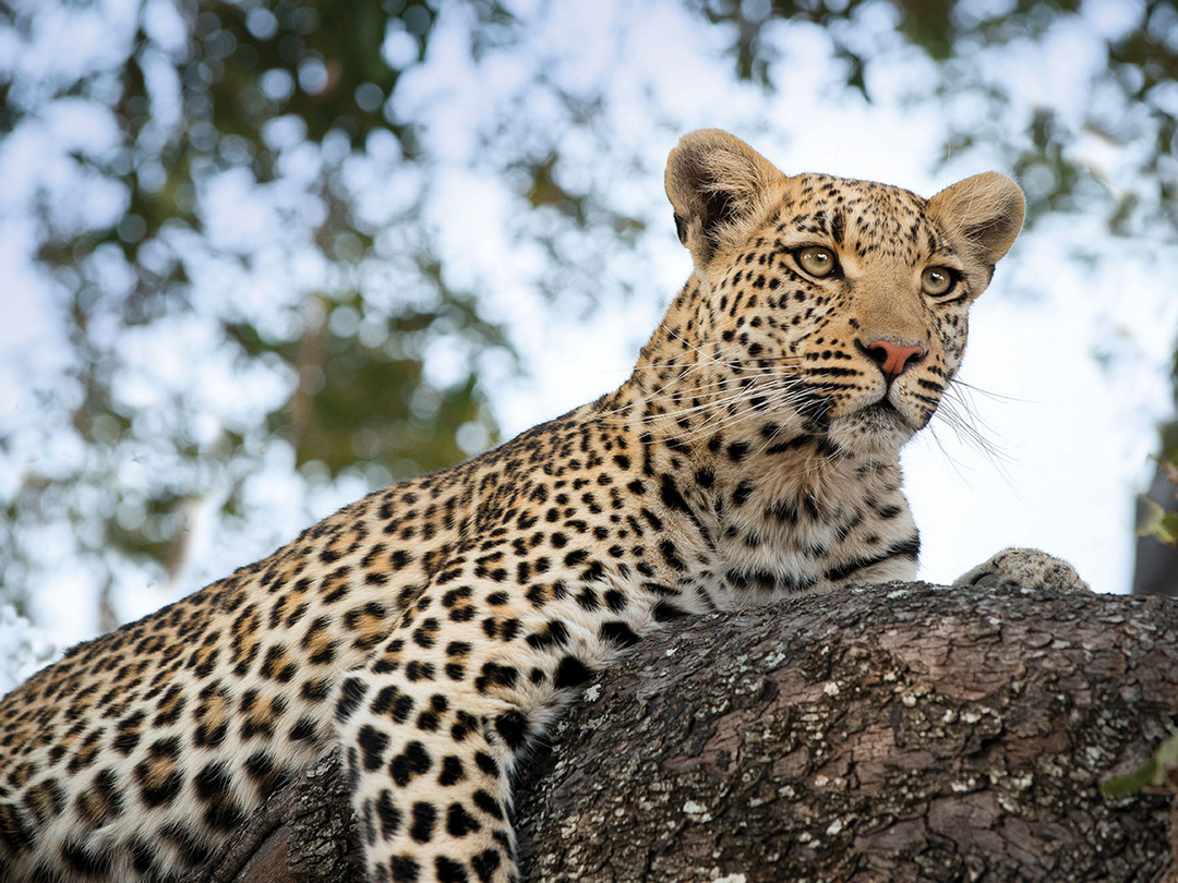 A leopard in Moremi Game Reserve is one of the most exciting wildlife sightings travelers may experience during a 10-Day Botswana and Victoria Falls Safari. Moremi’s diverse habitats of floodplains, woodland and wetlands support an impressive variety of animals, including elephants, buffaloes, antelopes, lions and elusive leopards. Seeing a leopard resting in a tree or moving quietly through the bush can become a major highlight of the journey. Pieland Gorilla Safaris can combine Moremi with Chobe, the Okavango Delta and Victoria Falls, creating a rewarding Southern Africa adventure filled with wildlife, scenery and unforgettable safari experiences.