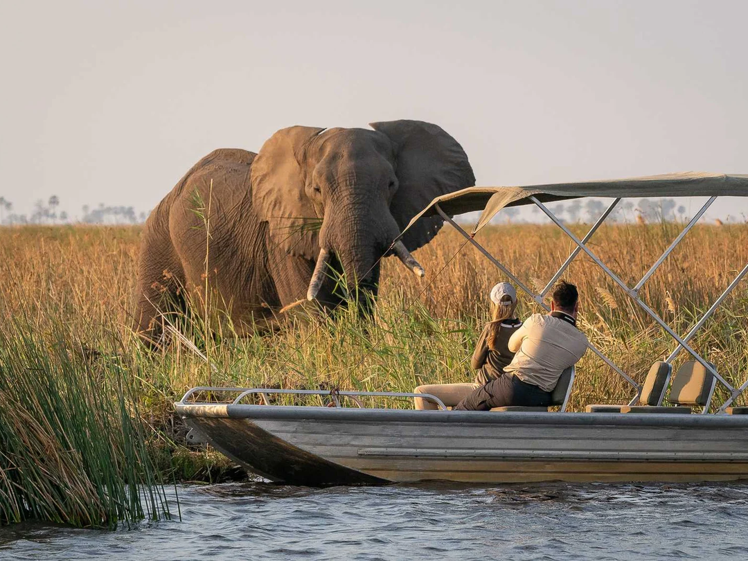 An Okavango Delta, Victoria Falls and Chobe luxury safari creates an exceptional Southern Africa adventure by combining three remarkable destinations in one journey. Travelers can experience the dramatic beauty of Victoria Falls, enjoy game drives and river safaris among Chobe’s famous elephants, and continue into the Okavango Delta for an exclusive wilderness experience surrounded by wetlands, wildlife and remote luxury camps. The combination is ideal for couples, honeymooners, photographers and travelers seeking comfort alongside outstanding wildlife viewing. Pieland Gorilla Safaris can arrange premium accommodation, private transfers and carefully planned safari experiences for a seamless and memorable luxury adventure.