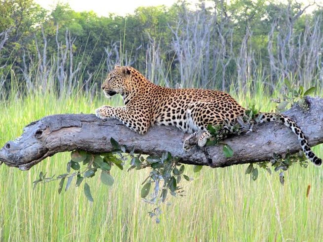 A leopard is one of the most amazing wildlife sightings in Moremi Game Reserve during a game drive. As you explore the diverse landscapes of Moremi, travellers have the opportunity to spot these elusive big cats resting on tree branches, moving silently through the bush or watching their surroundings from hidden locations. Seeing a leopard in its natural habitat is a thrilling and unforgettable safari experience, offering incredible photography opportunities and showcasing the rich biodiversity of Botswana’s wilderness.
