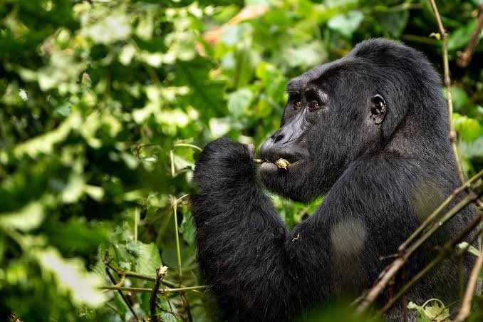 A mountain gorilla in the Rushaga Sector of Bwindi Impenetrable National Park offers visitors a powerful glimpse into the natural life of one of Africa’s most iconic primates. Surrounded by dense rainforest, bamboo, vines, and misty hills, the gorilla may be seen feeding, resting, grooming, or interacting with other members of its family. Rushaga is one of Bwindi’s well-known gorilla trekking areas and provides memorable encounters in a dramatic forest setting. Watching a gorilla at close range in Rushaga can be an emotional and unforgettable experience, revealing the intelligence, strength, calm behavior, and close family bonds of mountain gorillas.