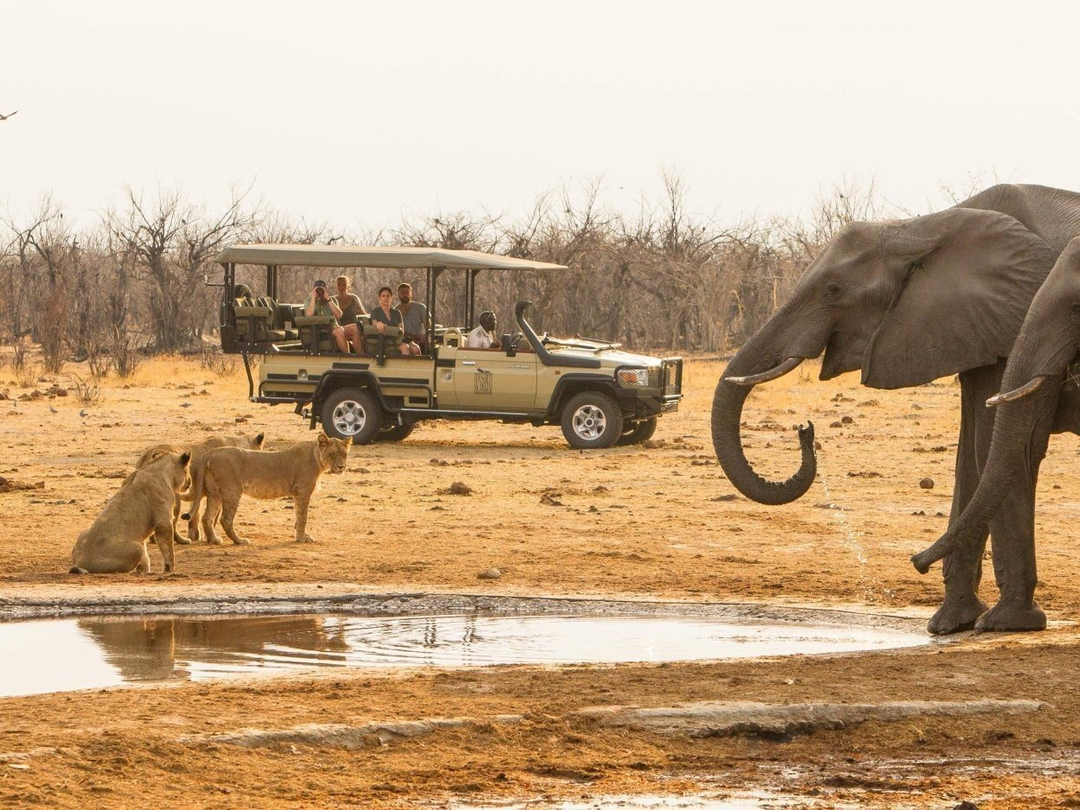 Lions and elephants are among the remarkable wildlife travelers may encounter during a 14-Day Victoria Falls and Botswana Safari, particularly in the Savuti area of Chobe National Park. Savuti is well known for its predators, including lions, while elephants and many other species move through this diverse wilderness. Combining Savuti with Victoria Falls, Chobe and other Botswana destinations creates an exceptional safari filled with dramatic landscapes and rewarding wildlife encounters. Pieland Gorilla Safaris can organize this extended journey with carefully selected accommodation, game drives and transfers for a memorable Southern Africa adventure.